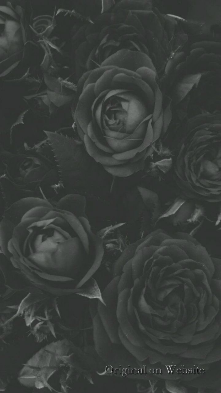 Tendencia De Fondo De Pantalla Para iPhone - rosas negras #papel #pantalla