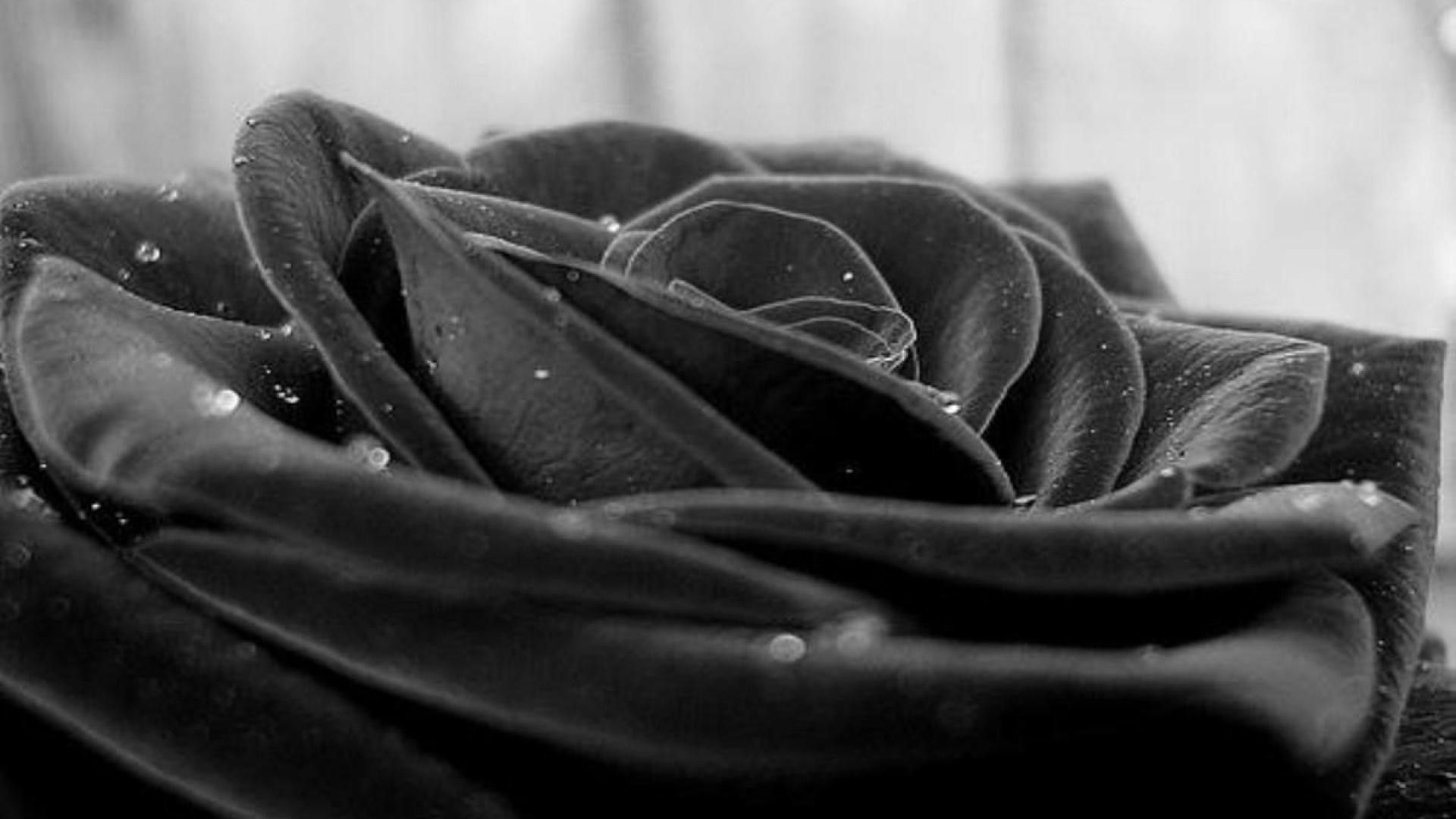 Fondo de pantalla de Black Rose
