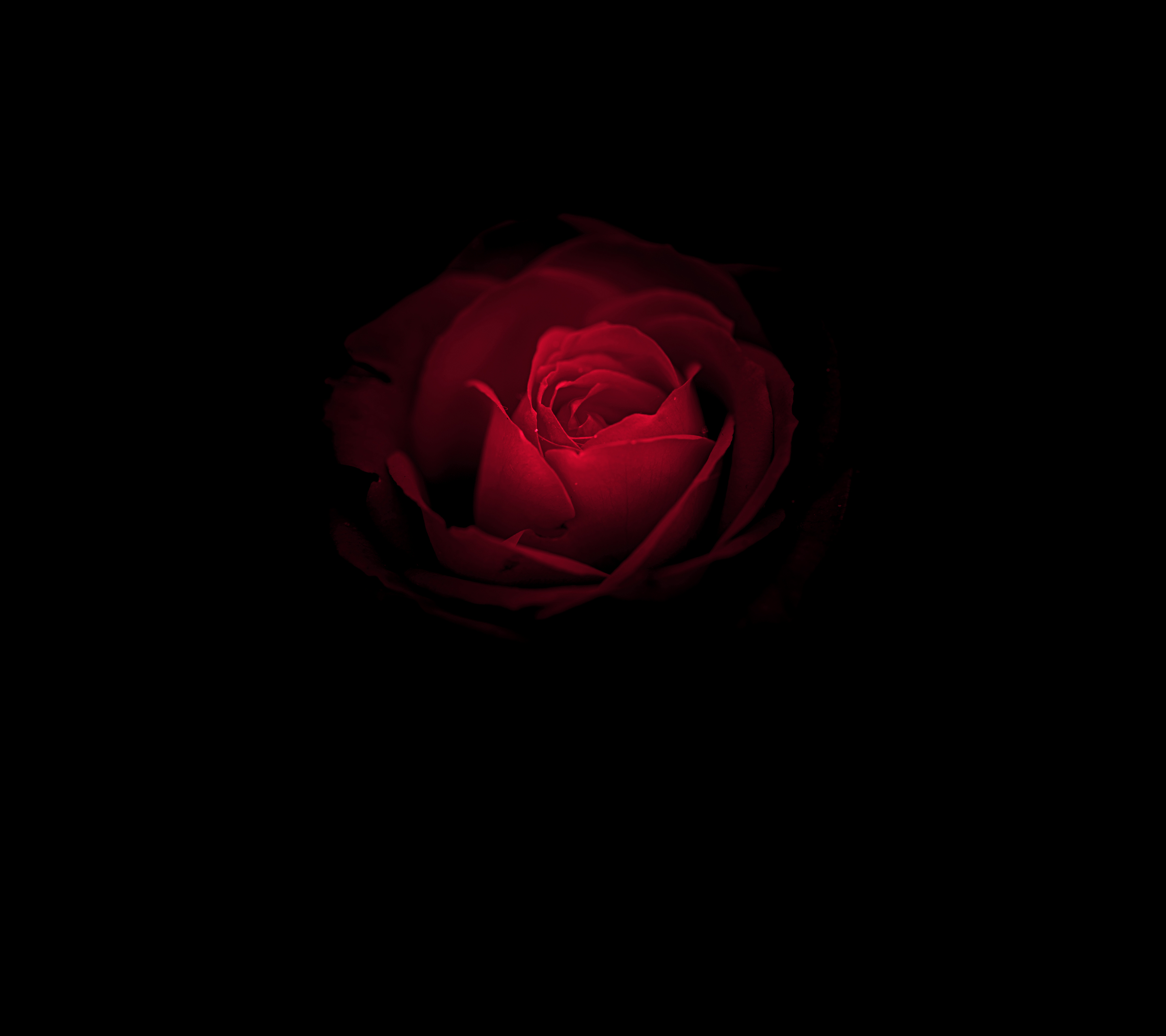 Papel tapiz de flor rosa, rosa roja, Huawei Mate RS, Porsche Design