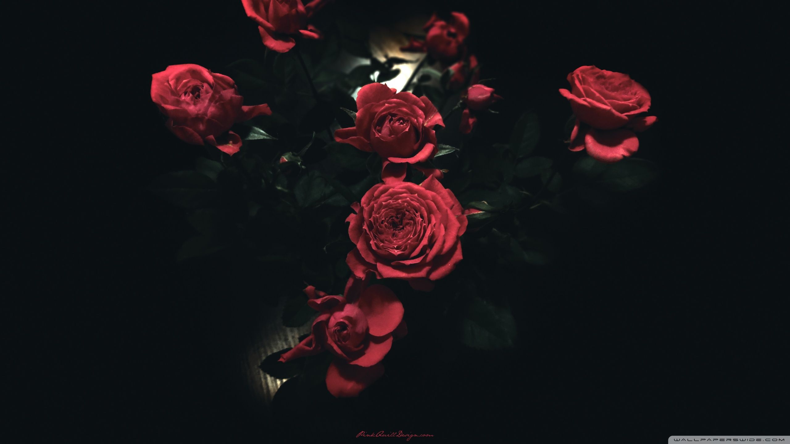 Dark Roses ❤ 4K HD fondo de escritorio para 4K Ultra HD TV • Wide