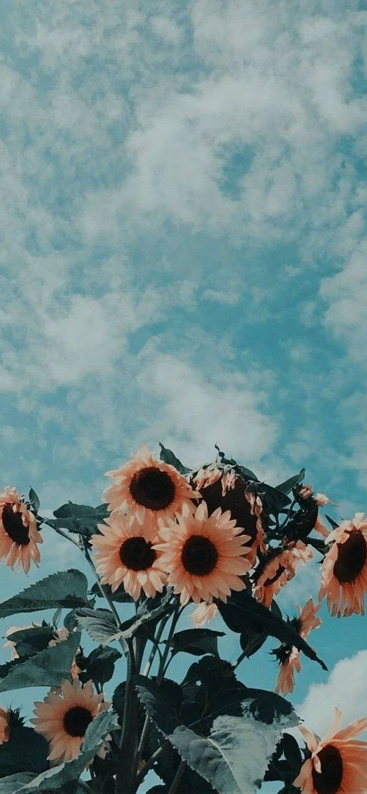 Fondo de pantalla   1170x2532