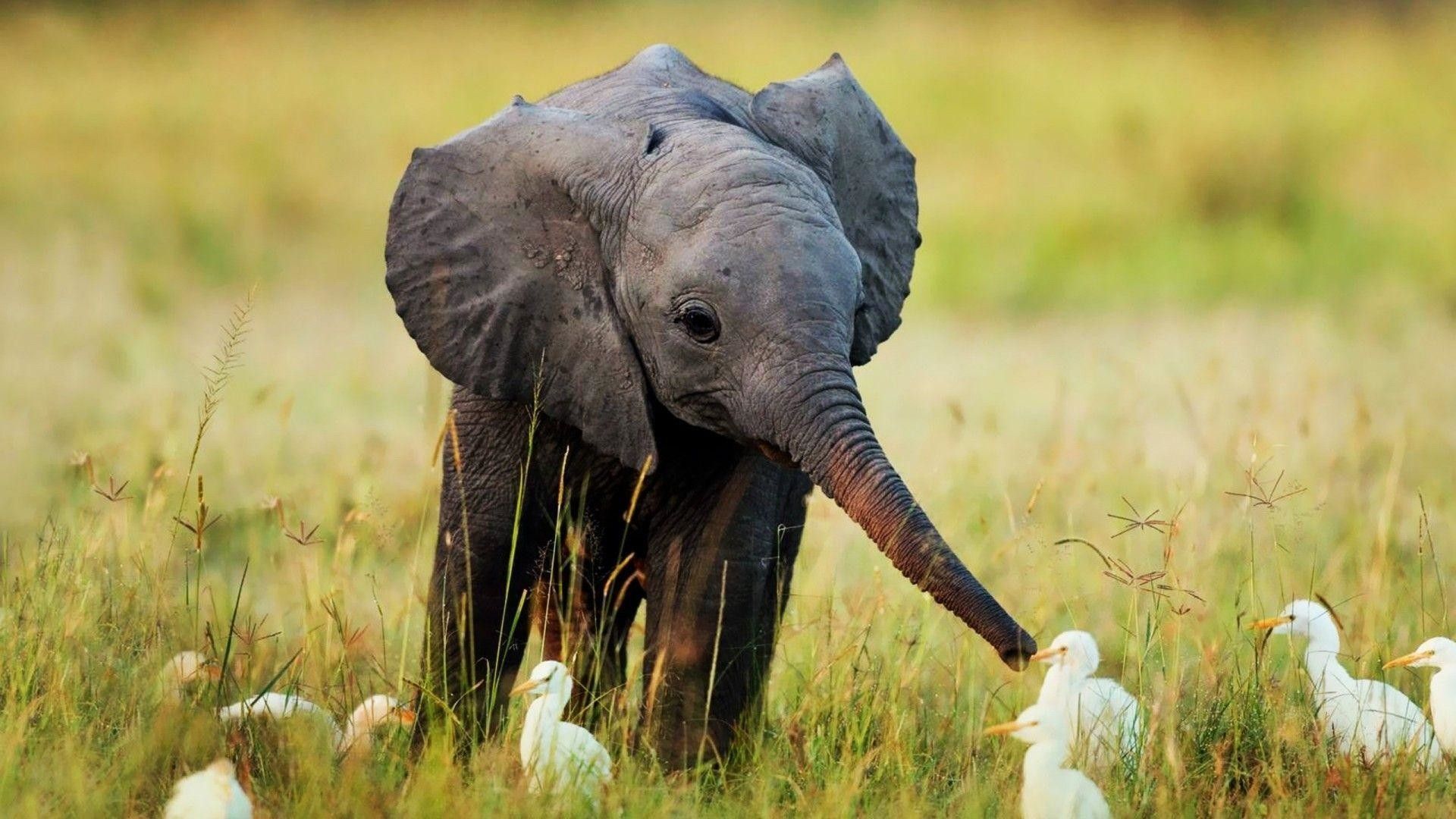 Más de 61 fondos de pantalla de Baby Elephant