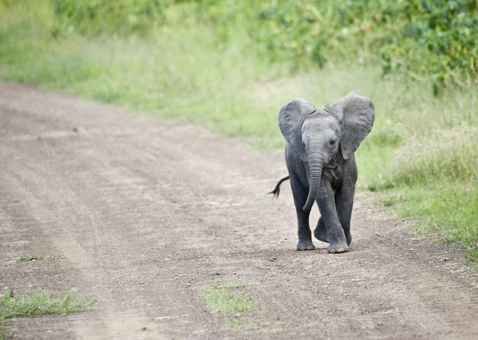 Baby Elephant Wallpapers