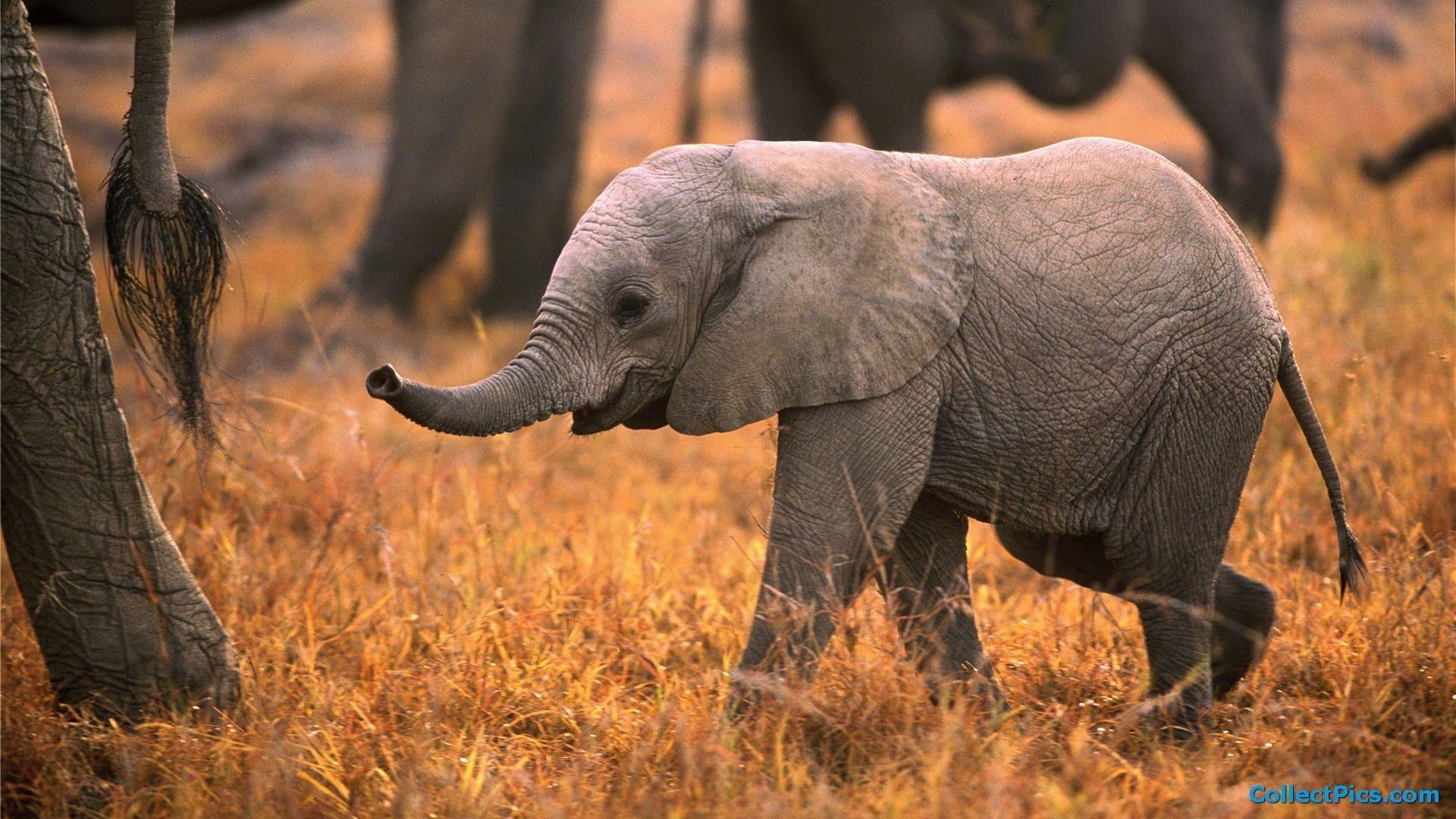Baby Elephant Wallpapers