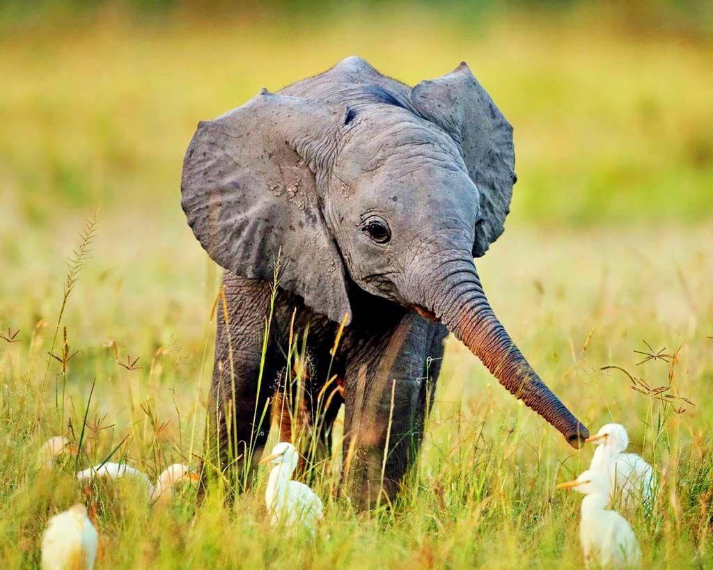 25488 bebé elefante fondo de escritorio