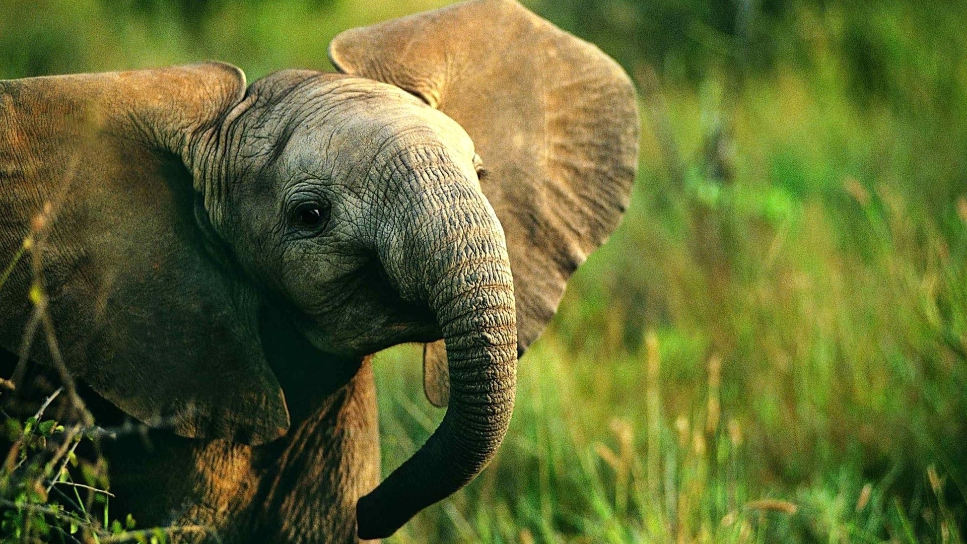 Más de 61 fondos de pantalla de Baby Elephant
