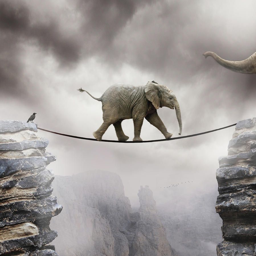 Walk Baby Elephant And Mother Fondos de pantalla | Fondo de pantalla HD