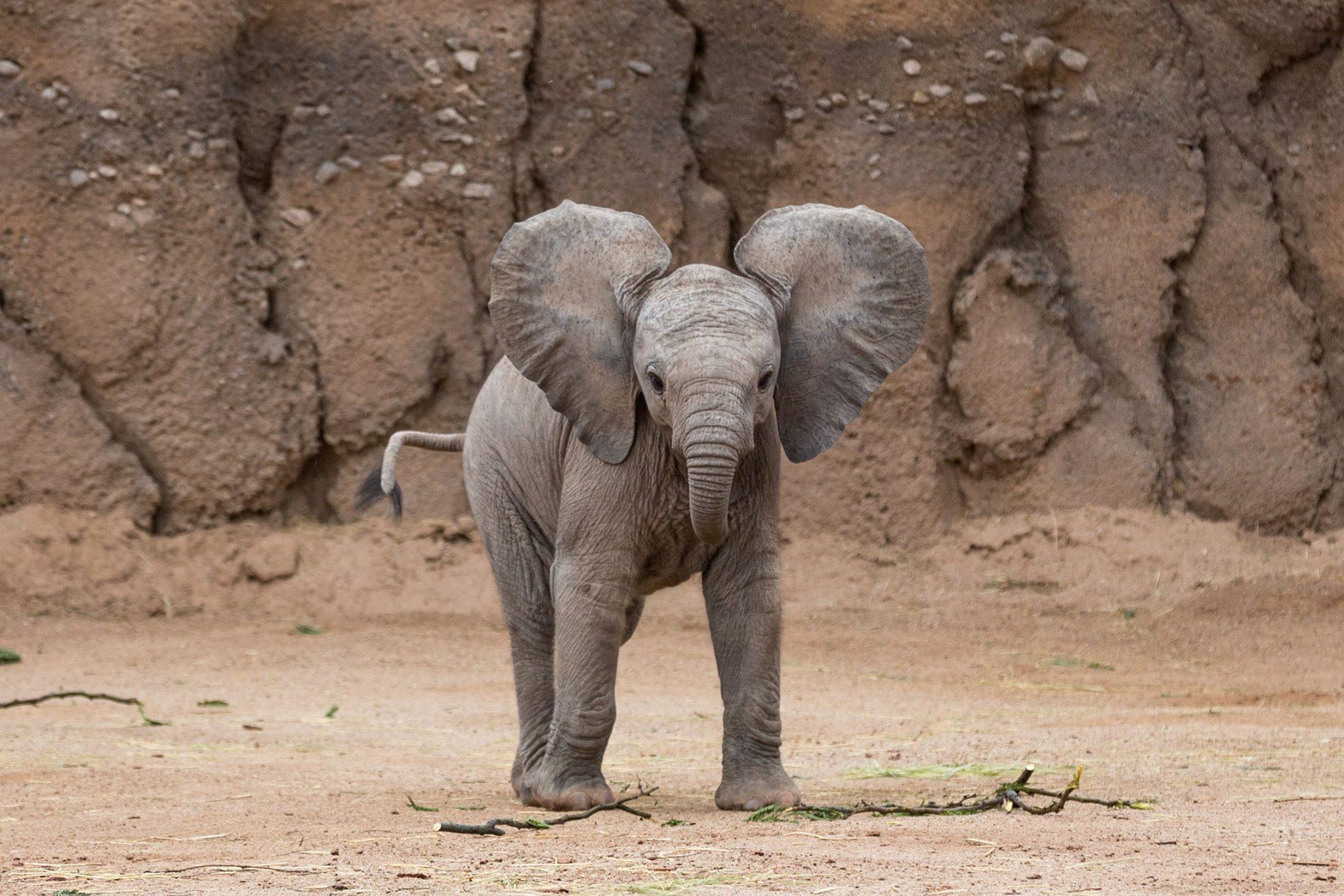 2018, Fondo de pantalla de Baby Elephant gratis - Baby Elephant (# 119469) - HD