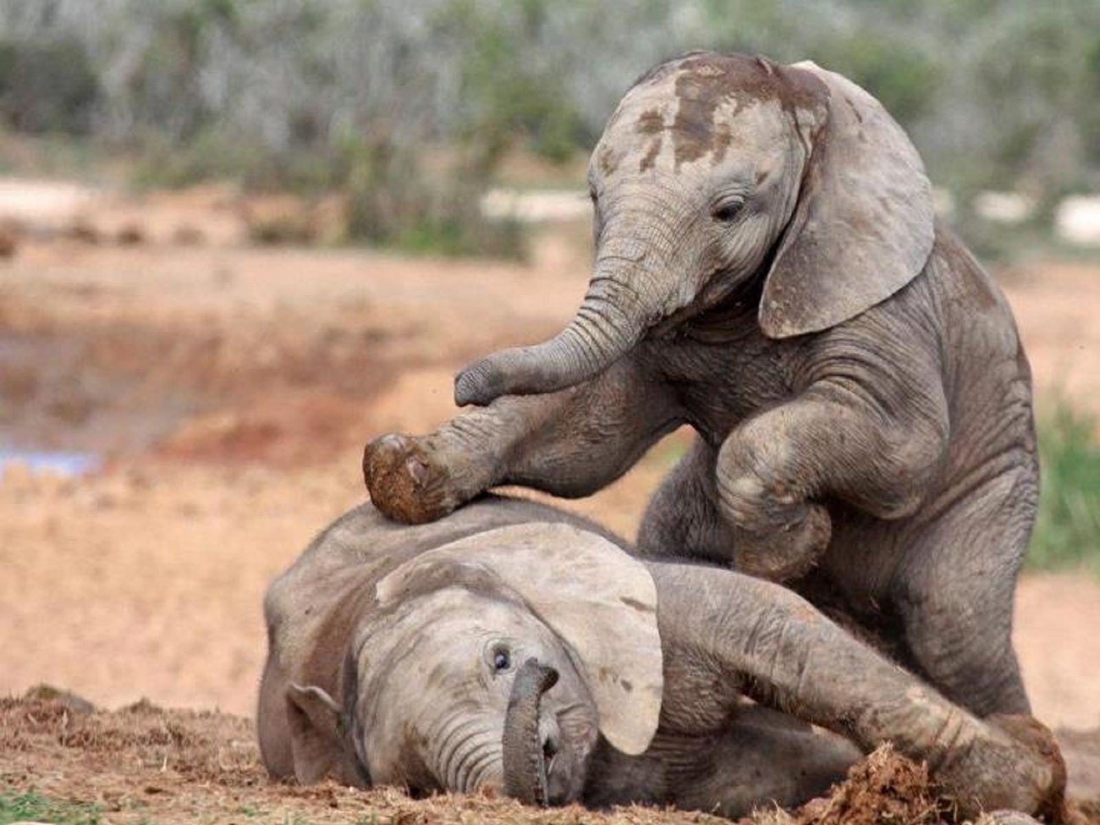 HD Baby Elephant fondo de pantalla