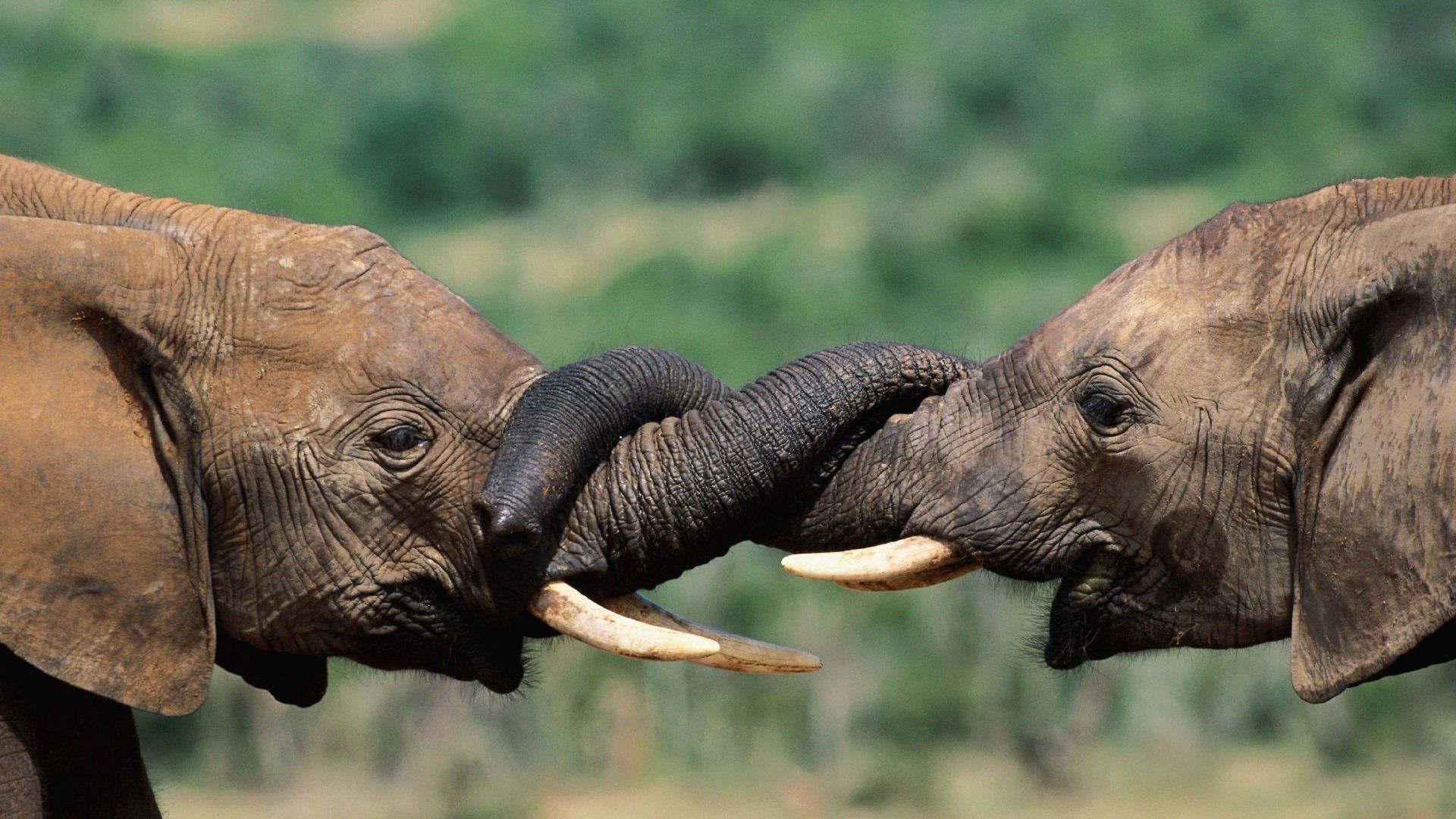 Elephant Desktop Wallpaper (más de 77 imágenes)