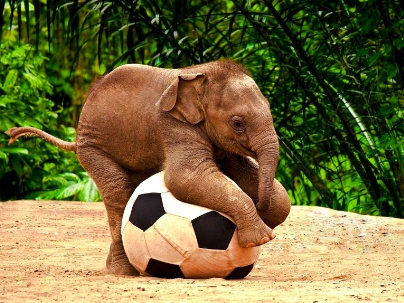HD Baby Elephant Wallpaper - simplechurch.us