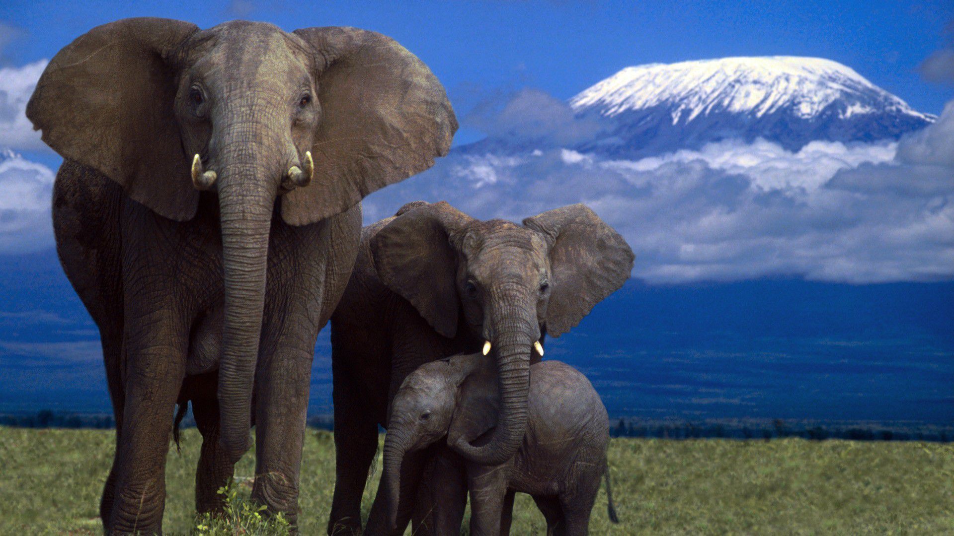Baby Elephant Wallpaper Hd