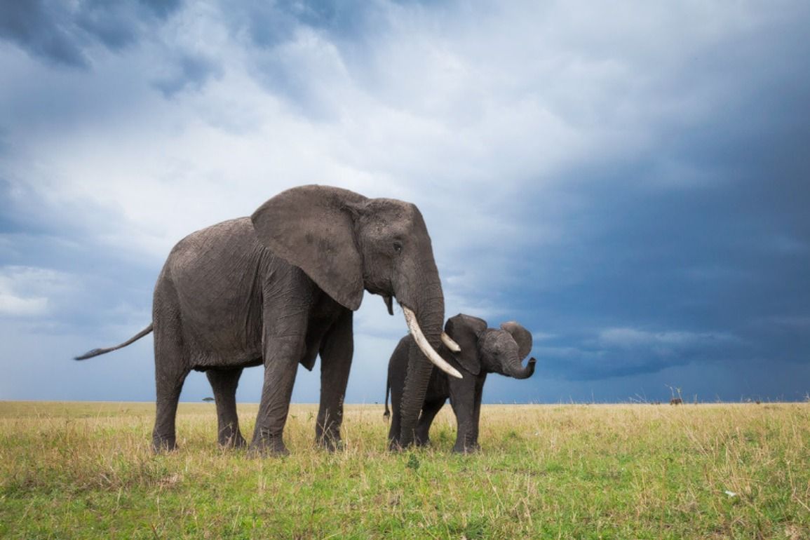 Descarga gratis Cute Elephant Babies Wallpapers [1155x770] para tu