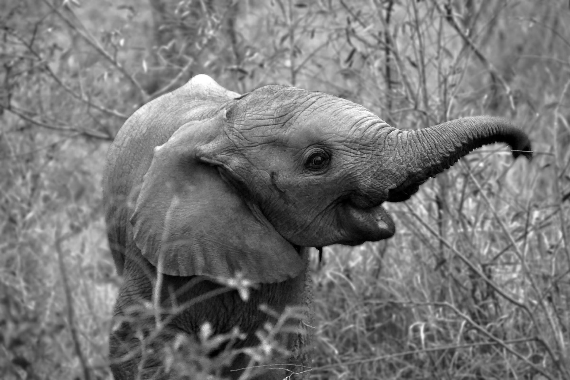 Más de 61 fondos de pantalla de Baby Elephant
