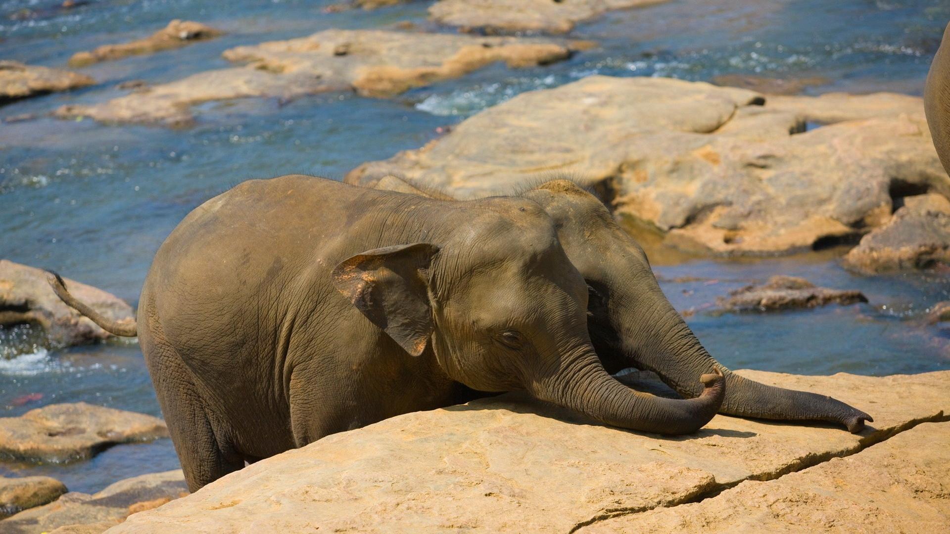 Fondo de pantalla de elefante bebé 1920x1080