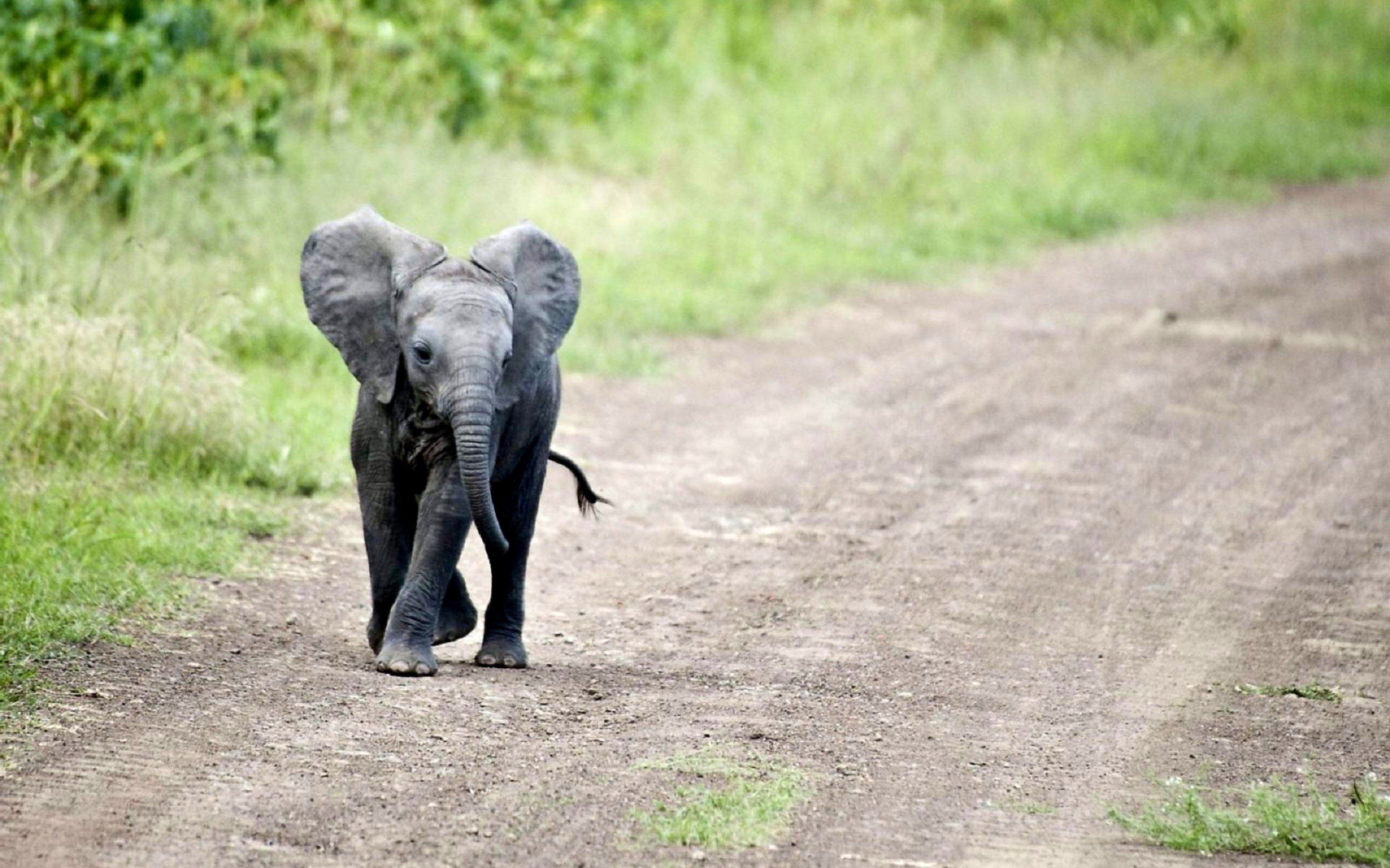 Baby Elephant Wallpaper para PC Baby Elephant Wallpaper - Baby