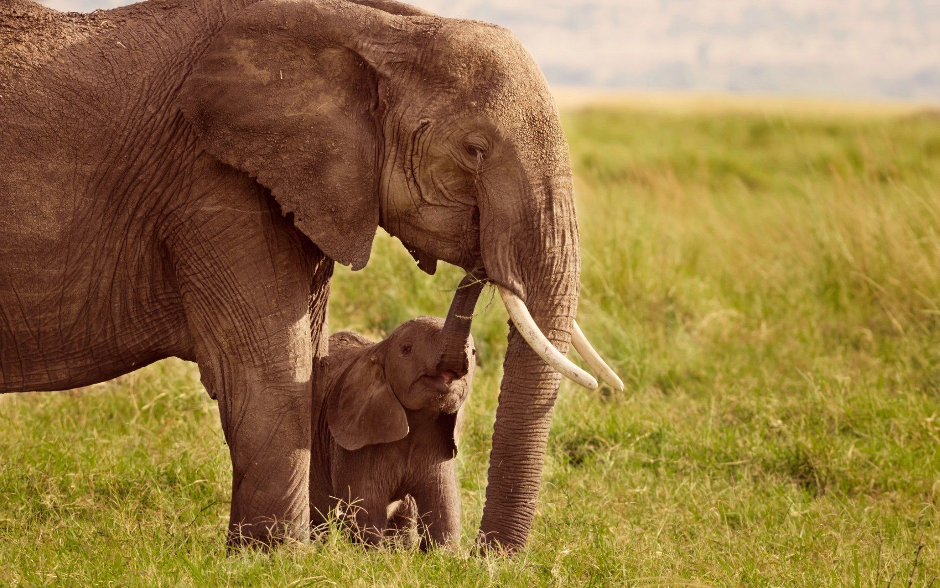 Fondos de fotografía de animales de la madre y el bebé