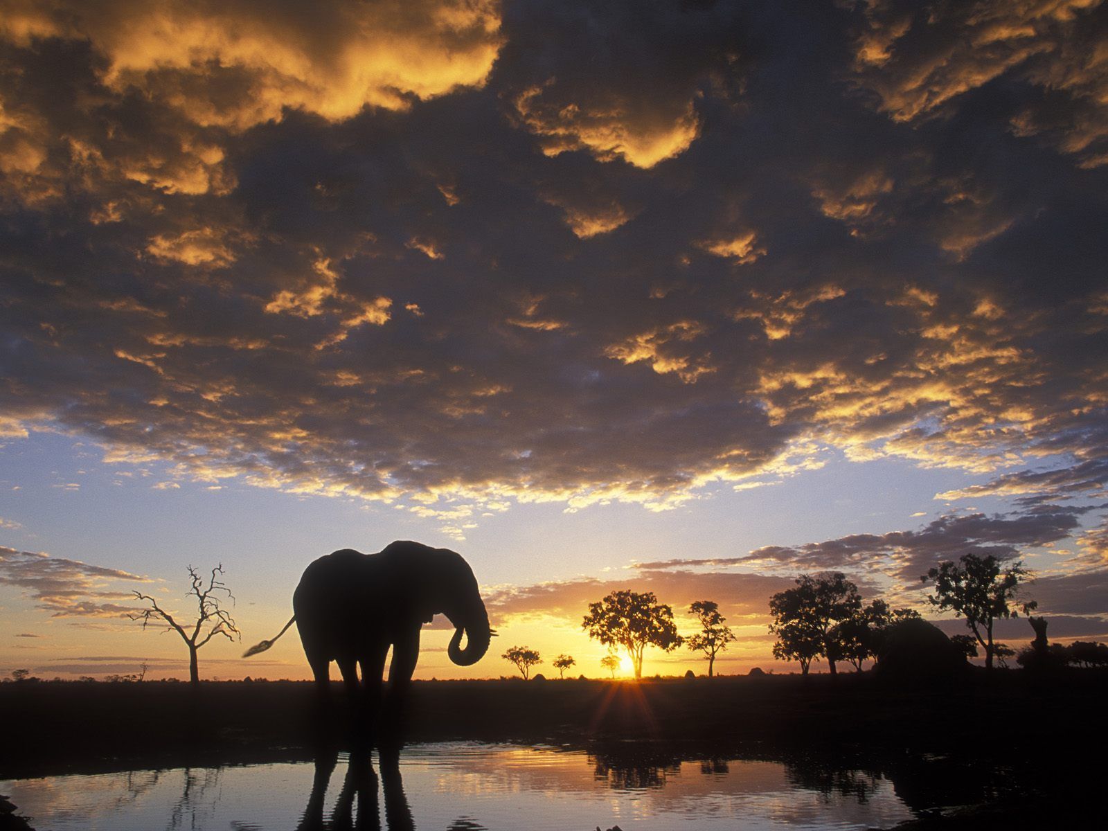 Descargar Cool Baby Elephants Wallpapers Desktop e