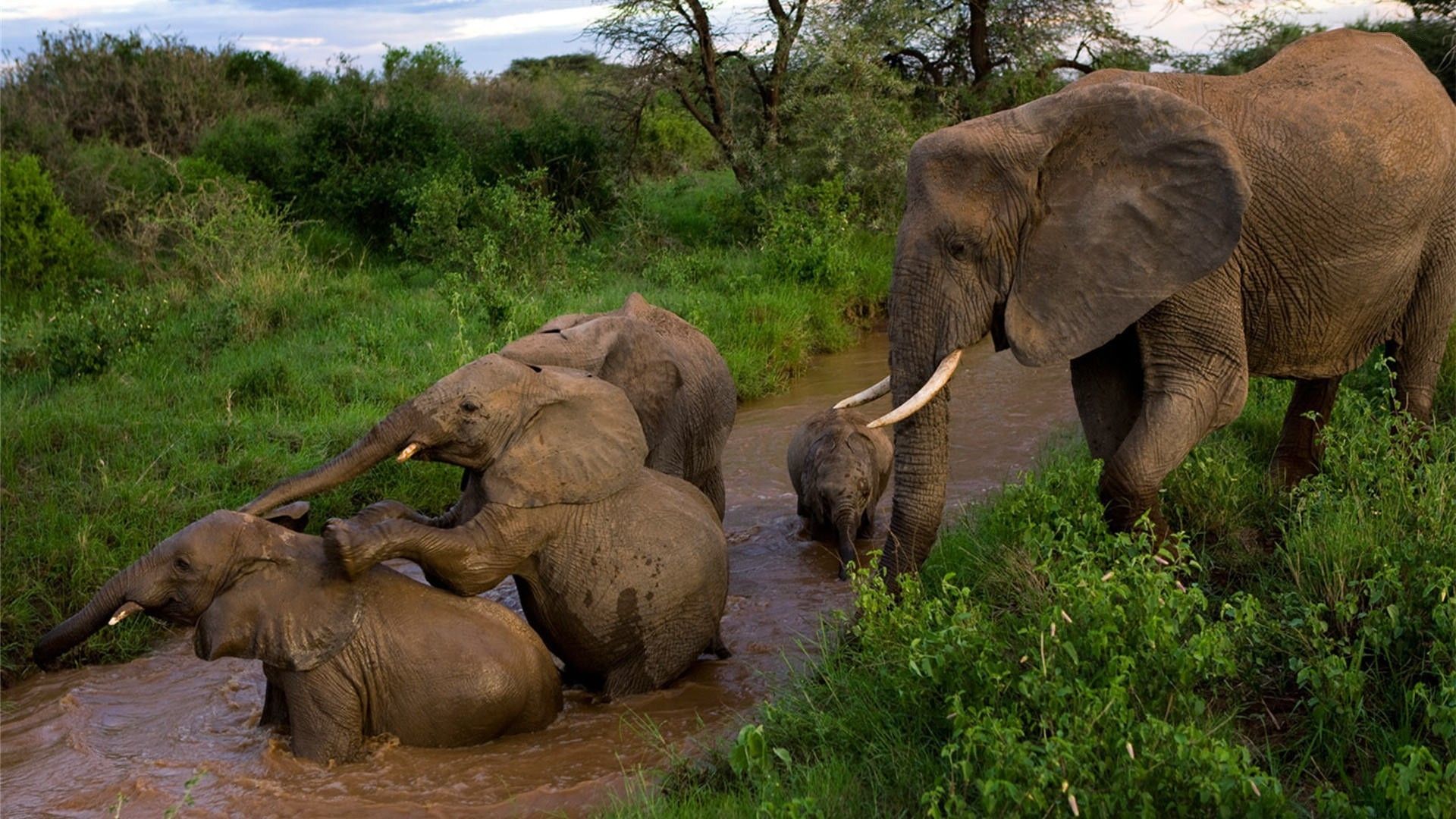 Baby Elephant Wallpaper (más de 66 imágenes)