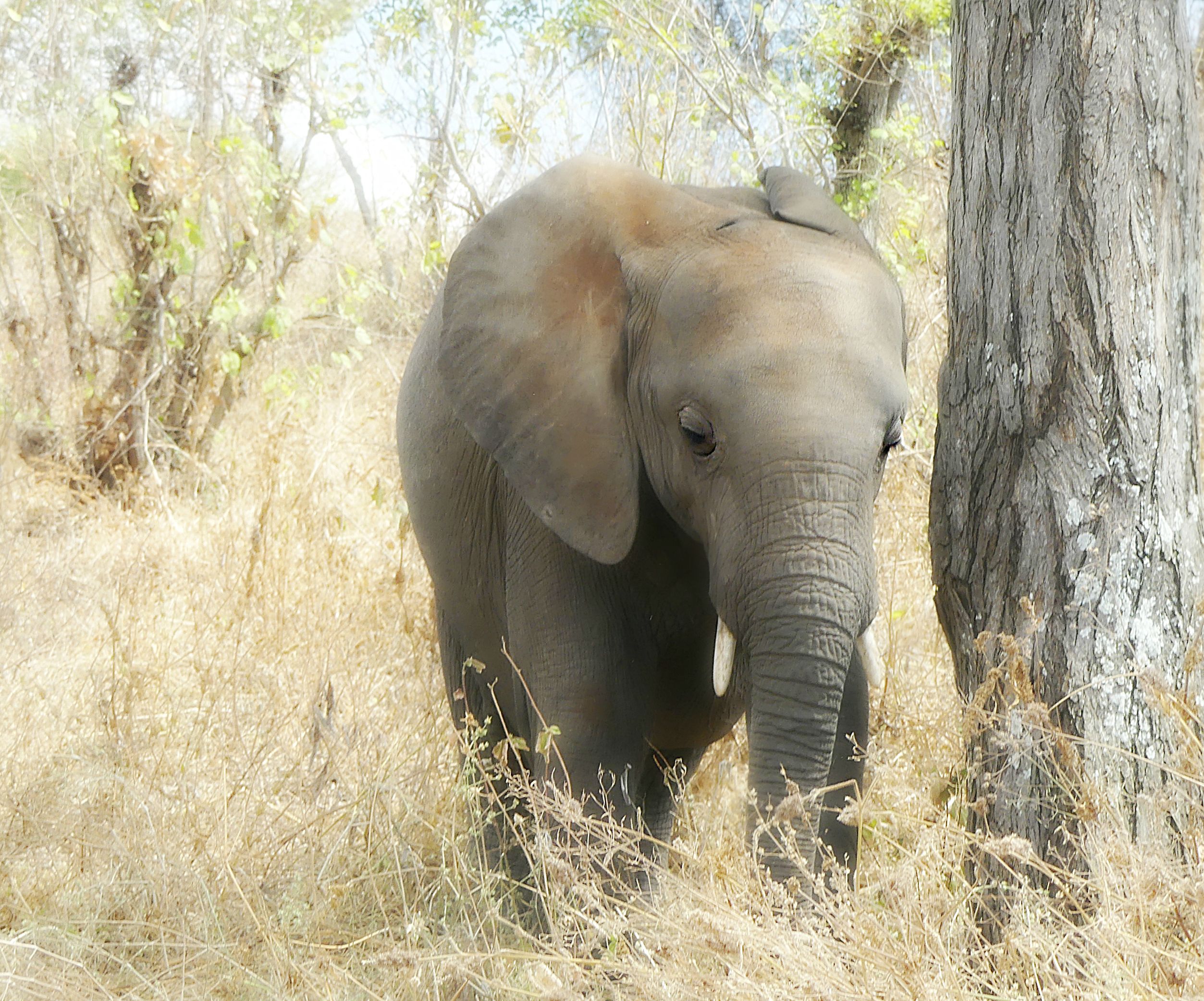 Fondos de pantalla: bebé, elefante, dulce, sensible, familia, tarangire