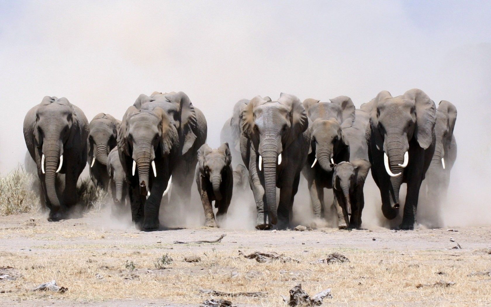 animales elefantes en polvo elefante bebé crías de animales bebé 1680x1050