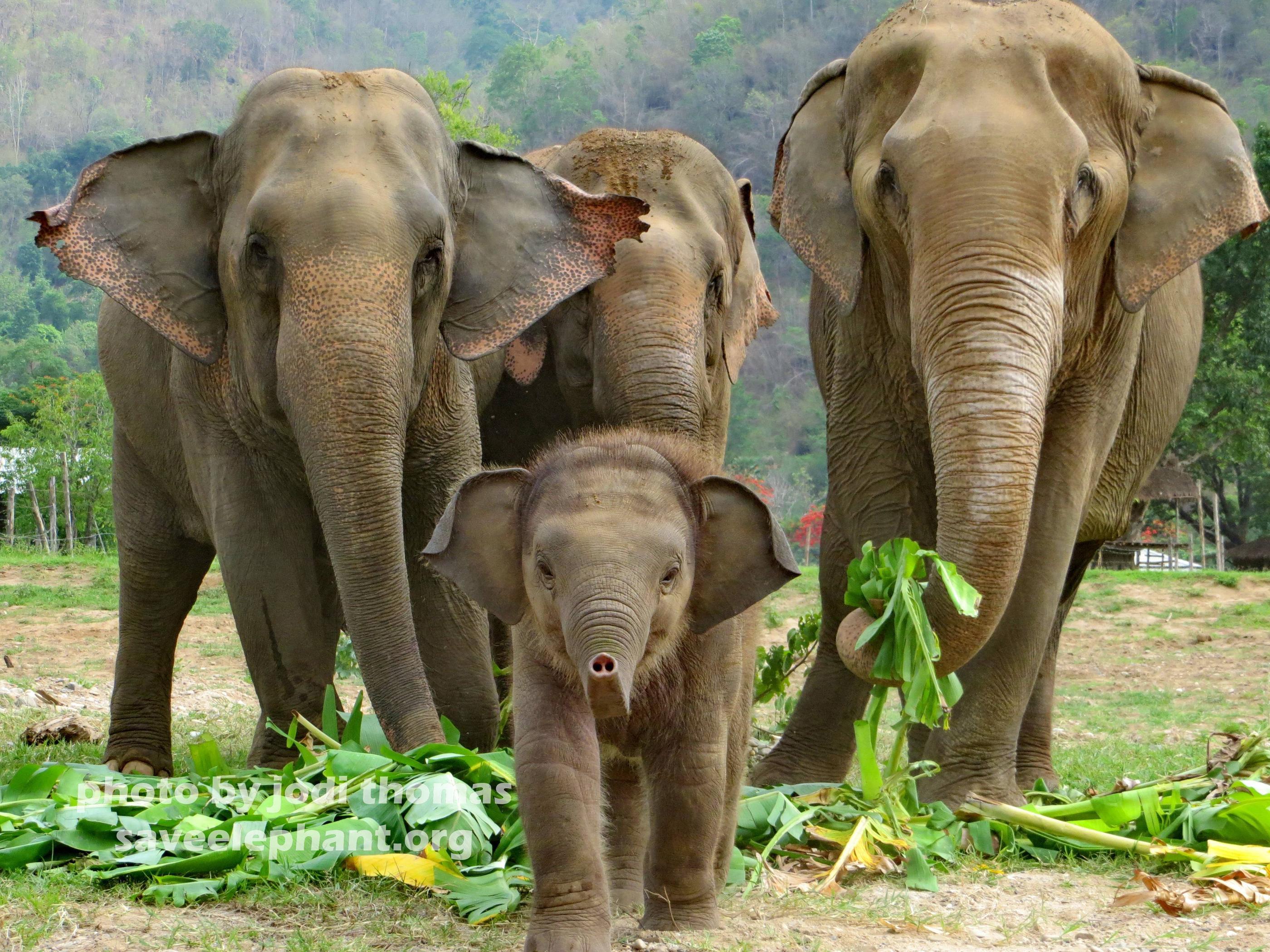 Baby Elephant Wallpapers