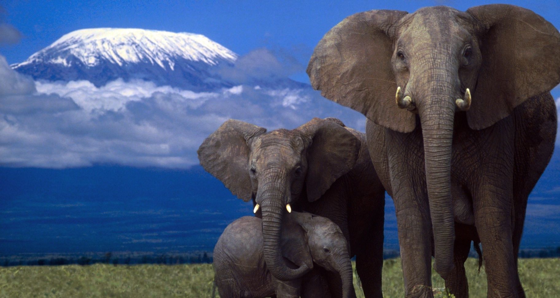 Baby Elephant Wallpaper Pictures en Animal Picture Society