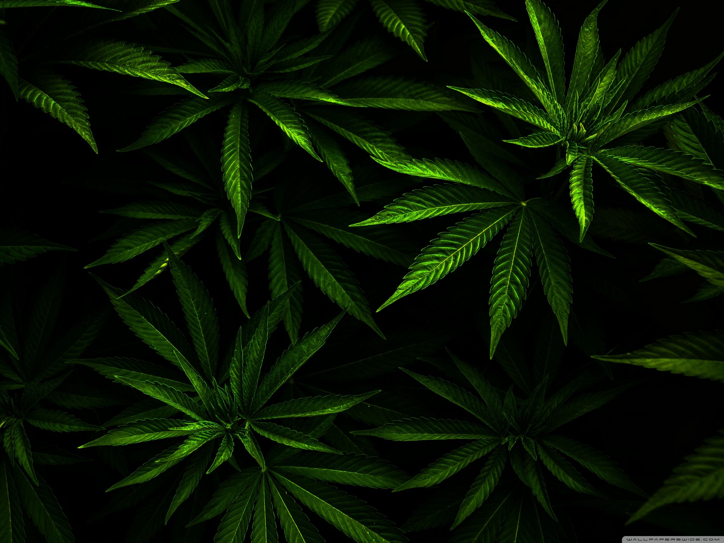 Weed ❤ 4K HD Desktop Wallpaper para 4K Ultra HD TV • Wide y Ultra