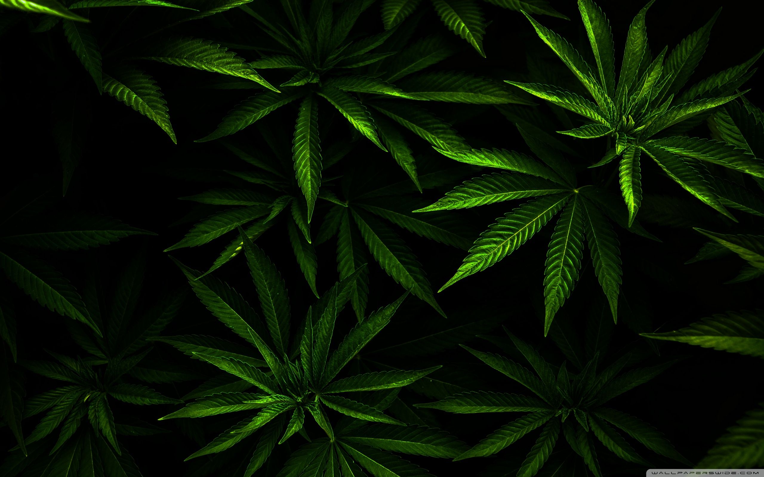 Weed ❤ 4K HD Desktop Wallpaper para 4K Ultra HD TV • Wide y Ultra