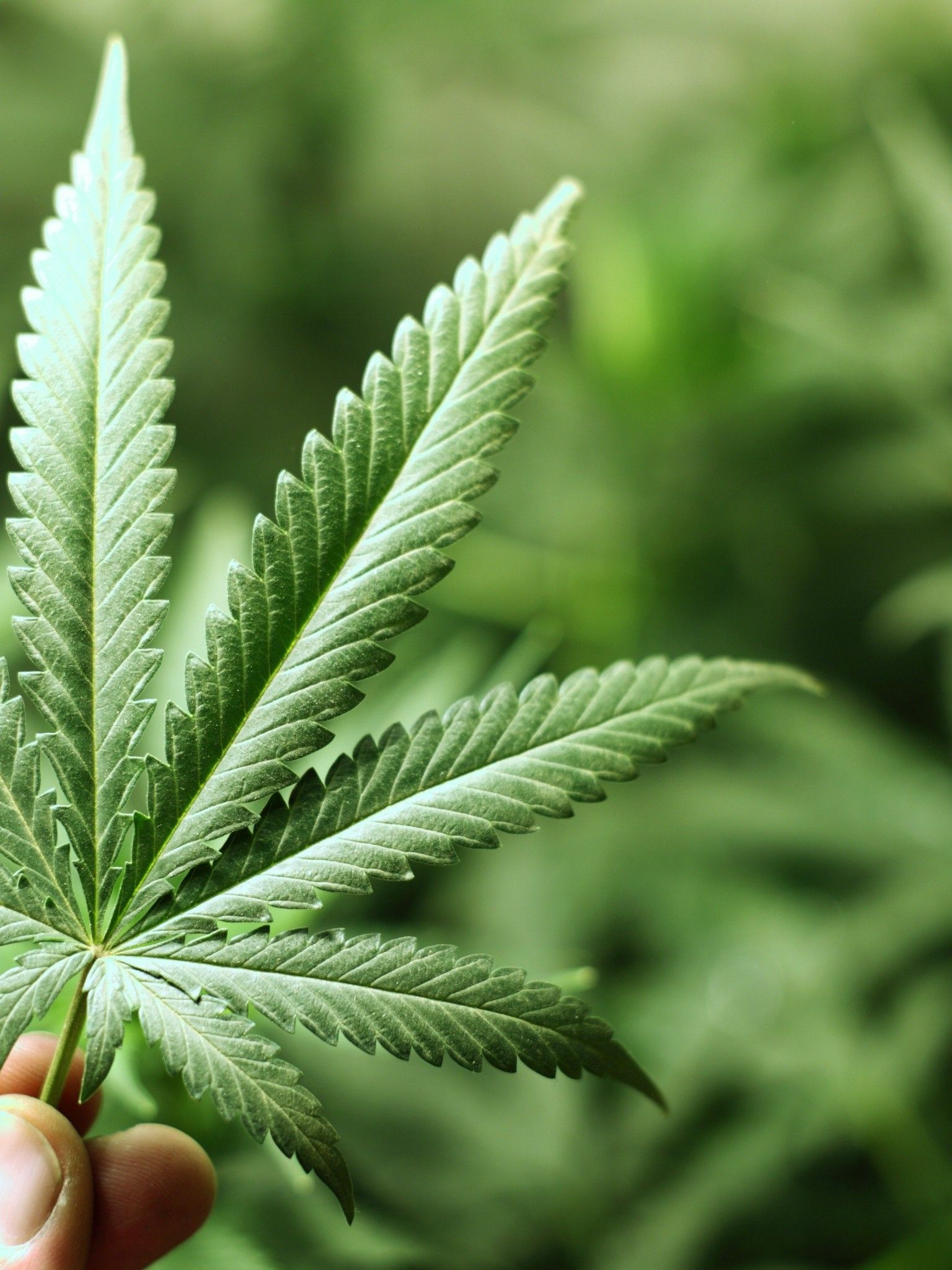 Fondo de pantalla de marihuana 420 Weed - [1536x2048]