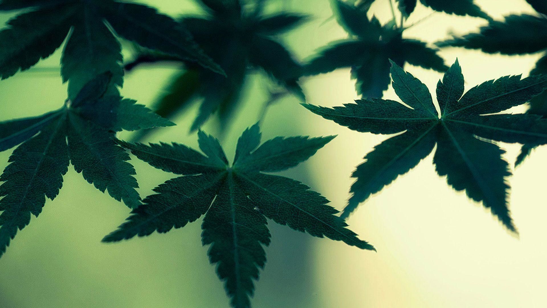 Fondos de pantalla 3D Weed