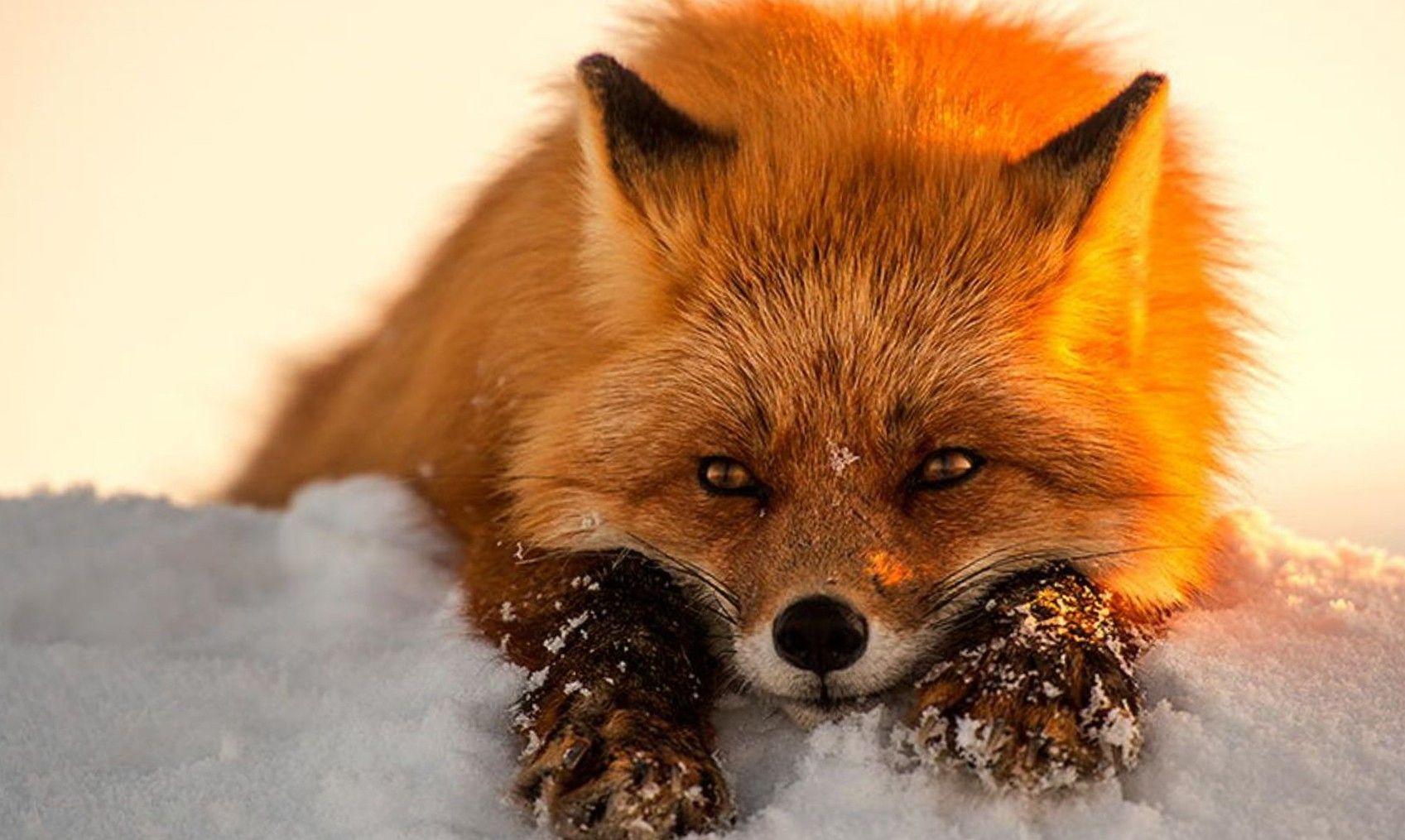 Fondos de animales, Animal Planet, Imágenes de escritorio, Imágenes de animales gratis