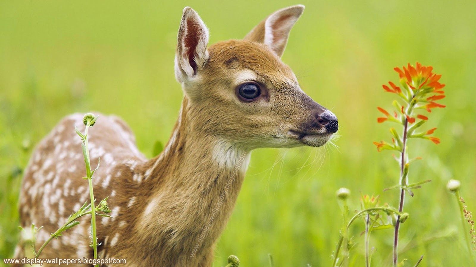 41+] HD Divertido Animal Wallpapers 1080p