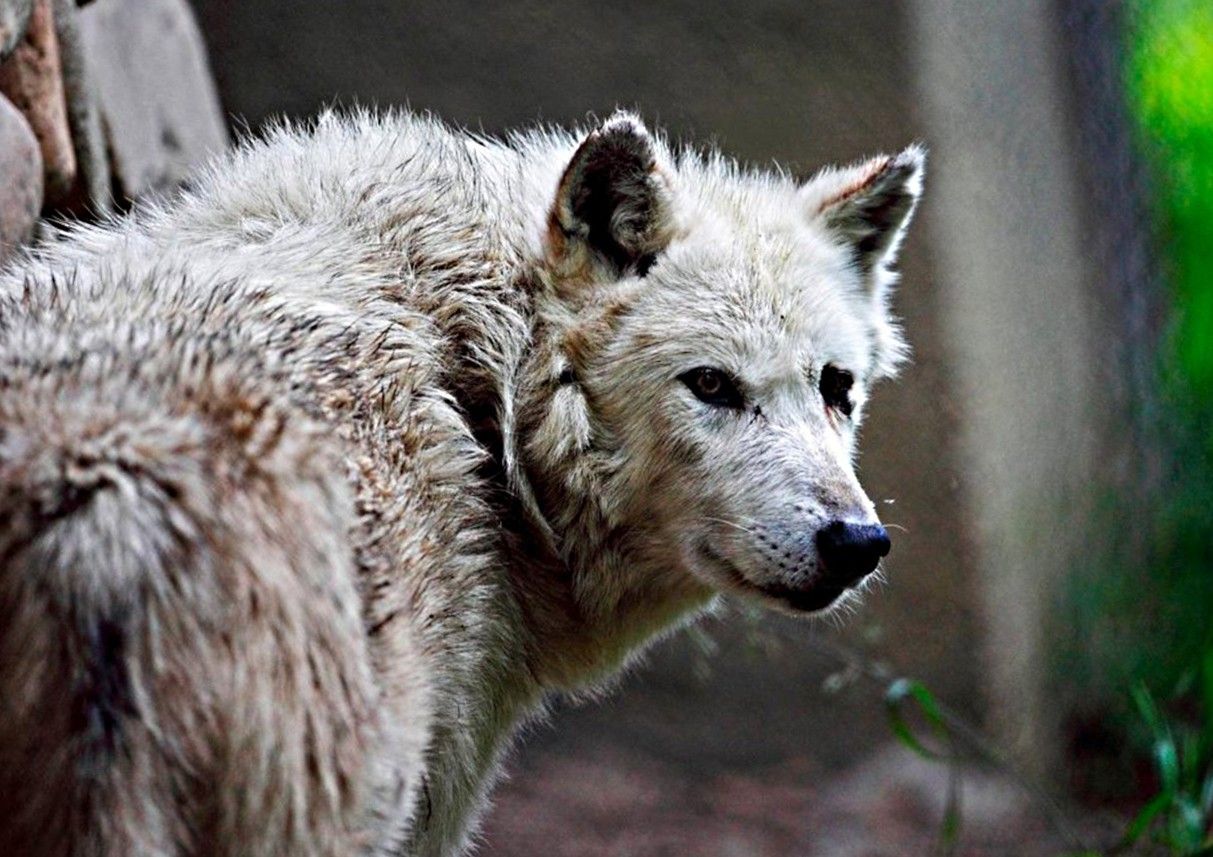 Fondos de animales salvajes, imágenes de escritorio, fondos de pantalla gratis, lindos