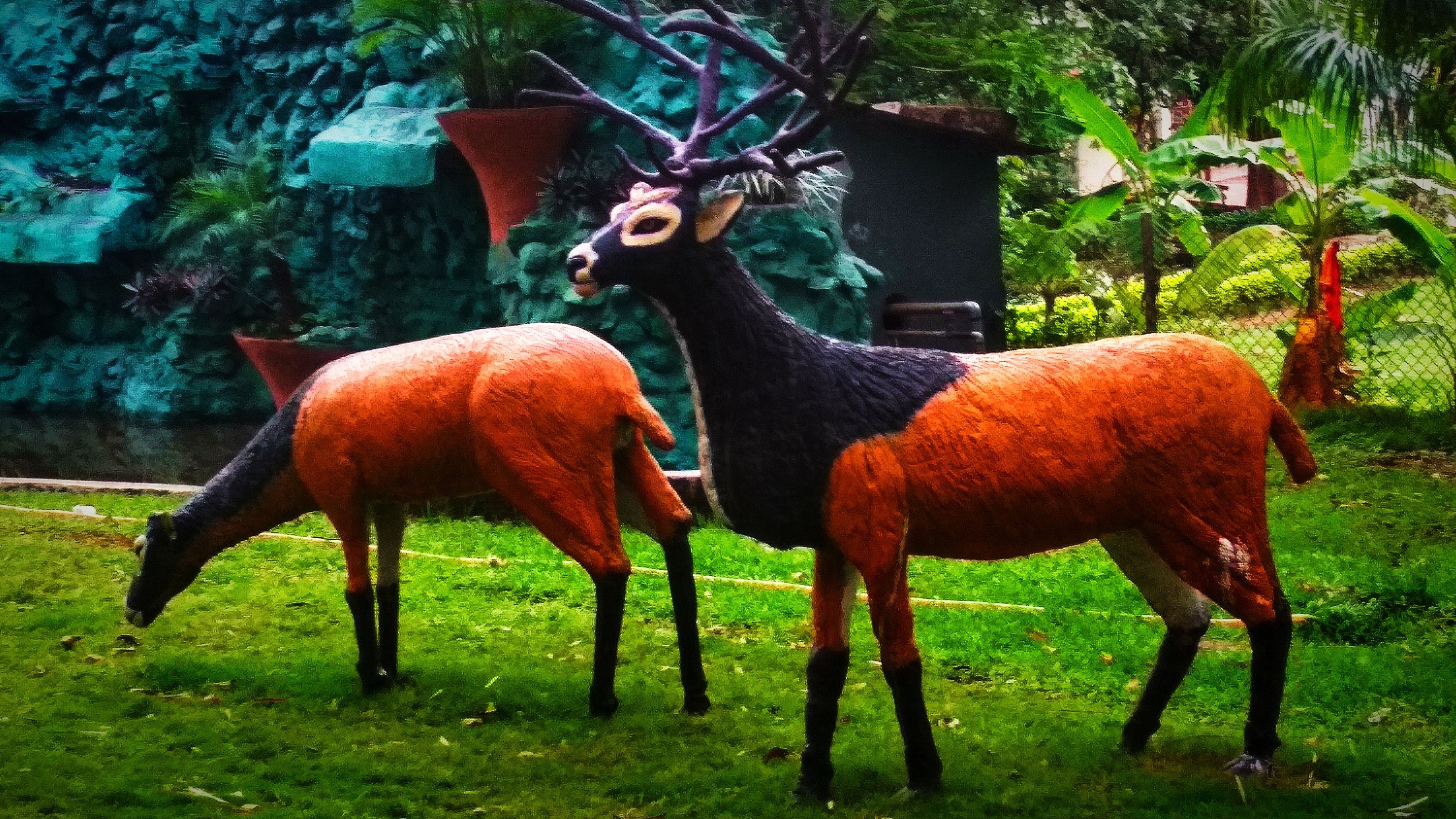 Fotos gratis de animales, fondos de pantalla de animales, ciervos