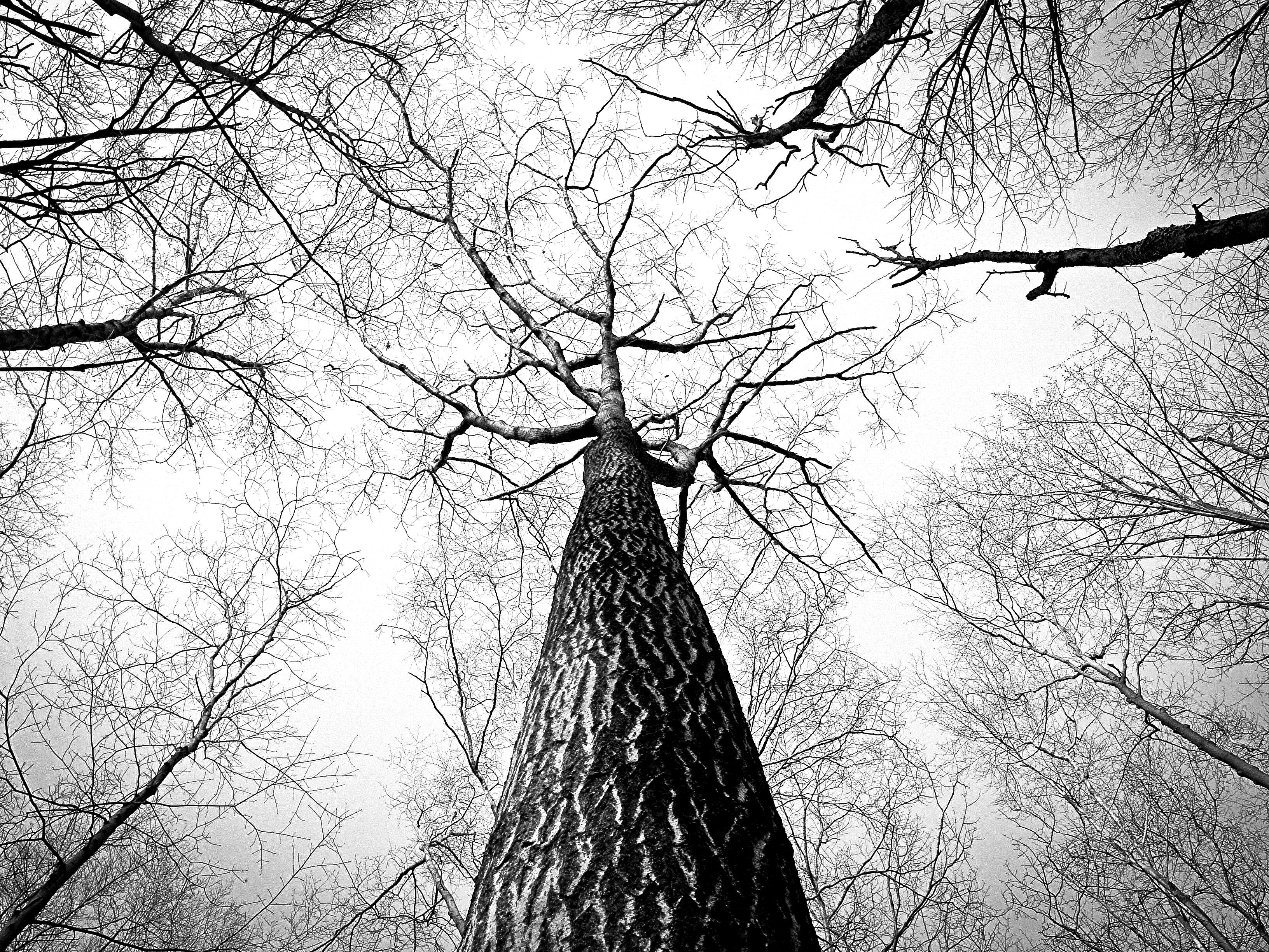 Fondo de pantalla en blanco y negro en newwallpaperdownload.com