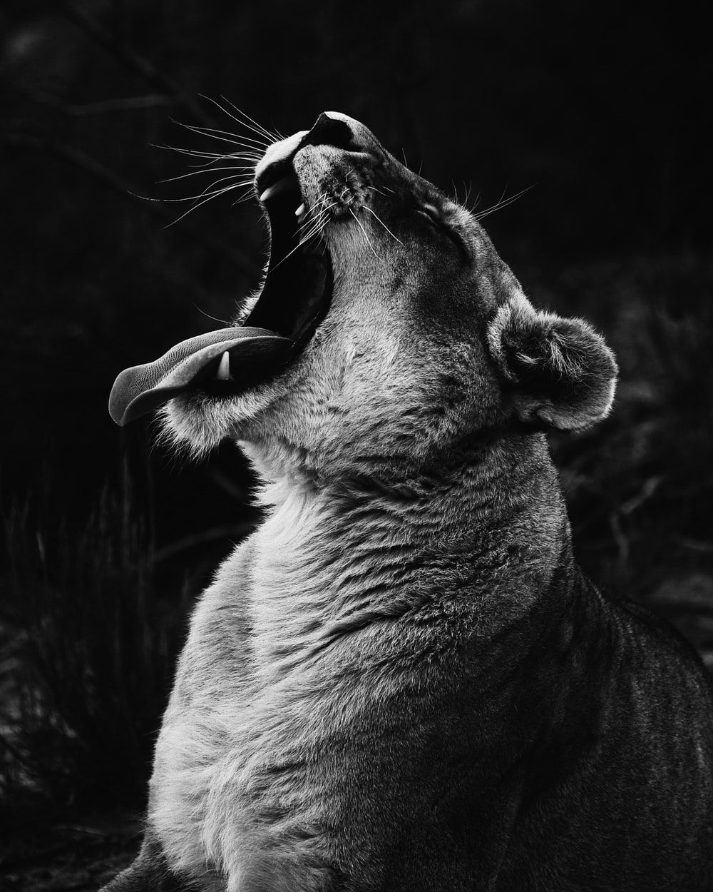 Mejores 100+ fotos en blanco y negro [HD] | Descargar imágenes gratis en