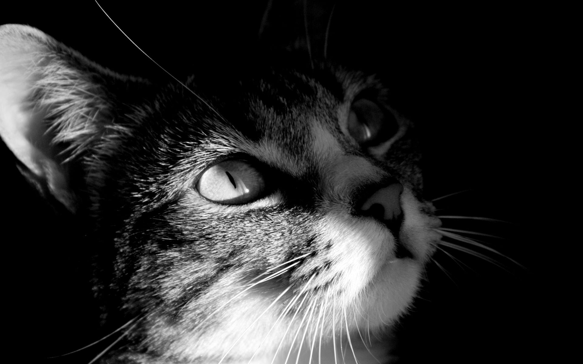 30 fondos de pantalla negros HD