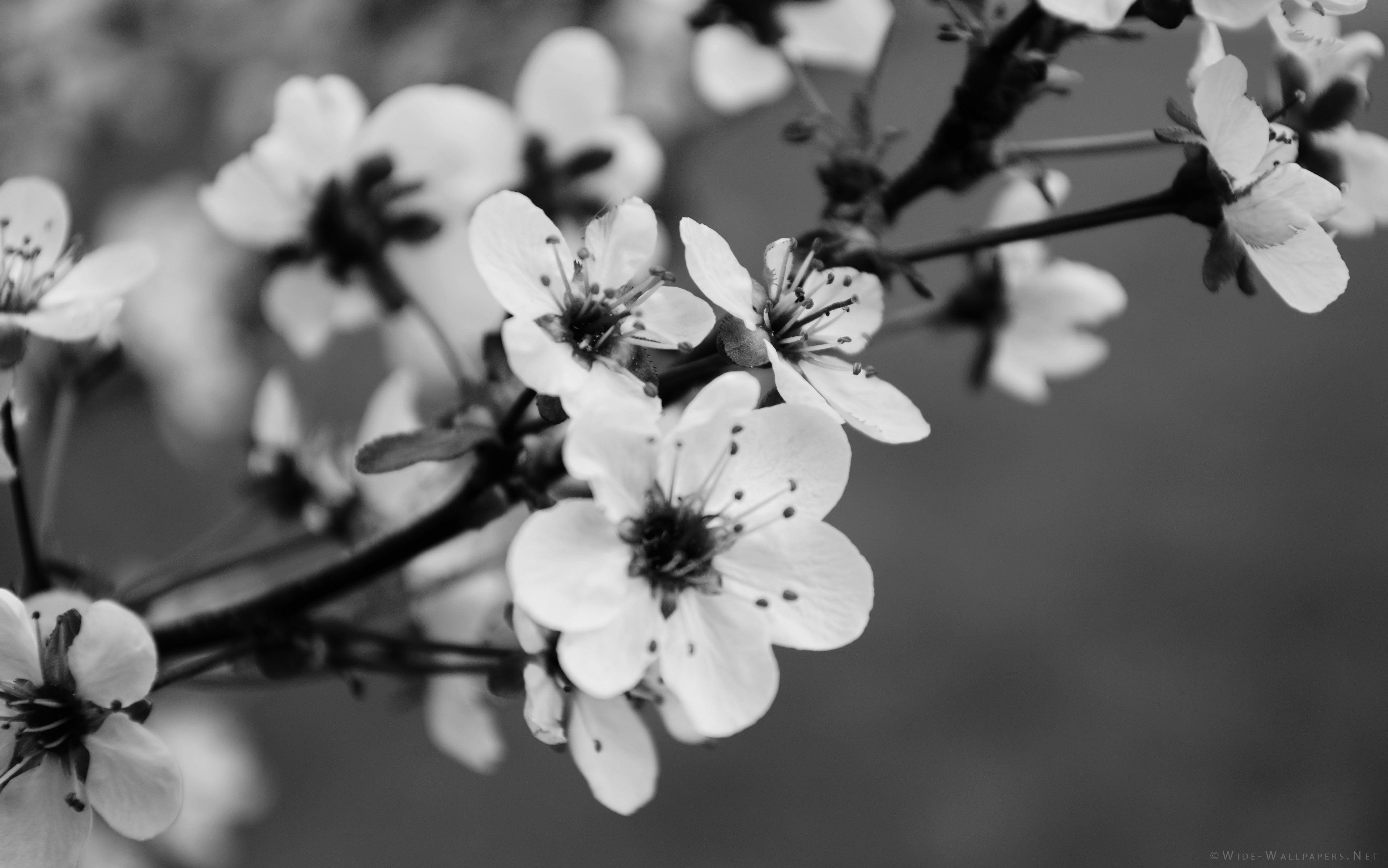 50 HD y QHD hermosos fondos de pantalla en blanco y negro