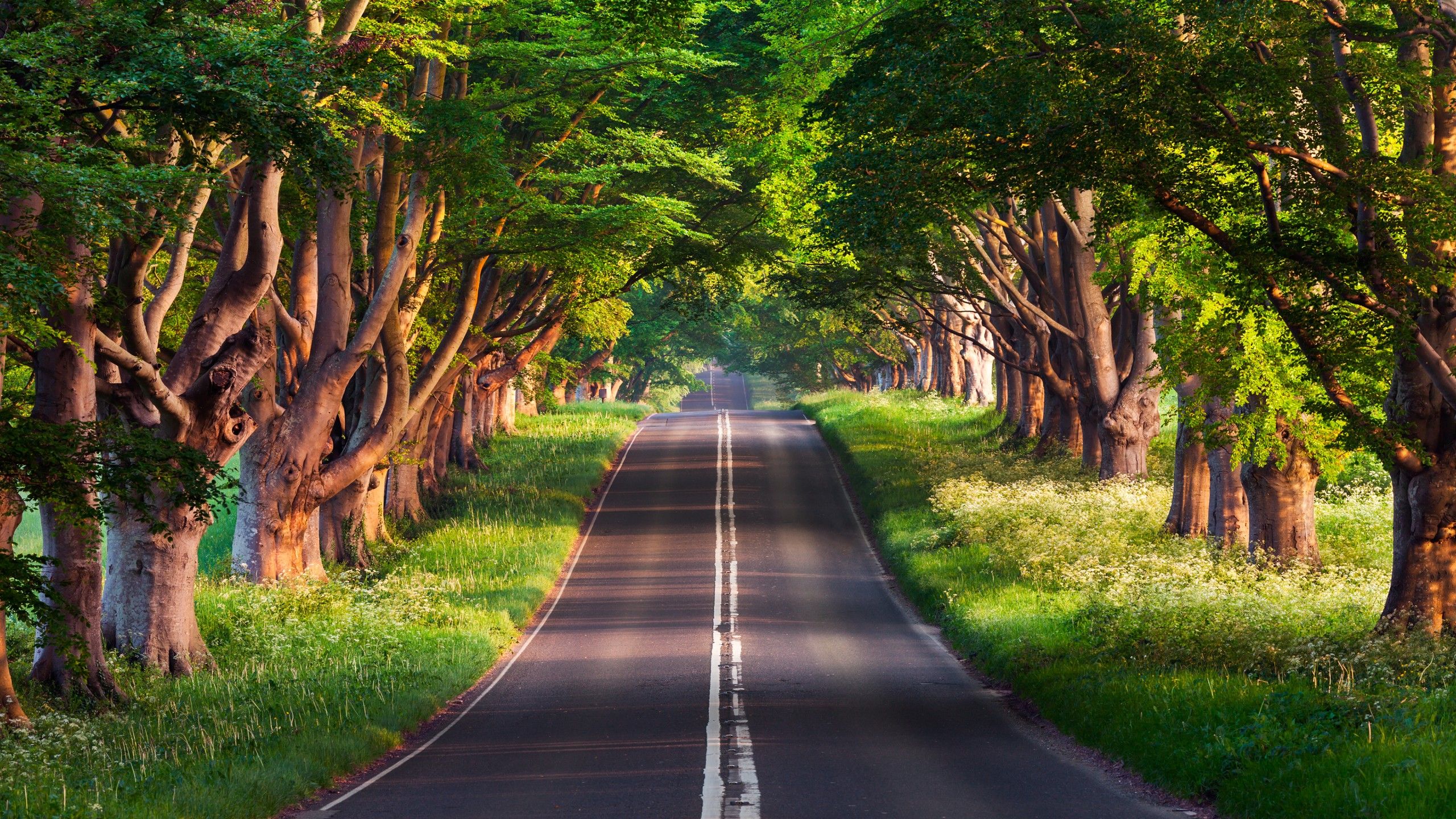 Fondo de pantalla de carretera, árboles, verano, 4k, Naturaleza # 17125