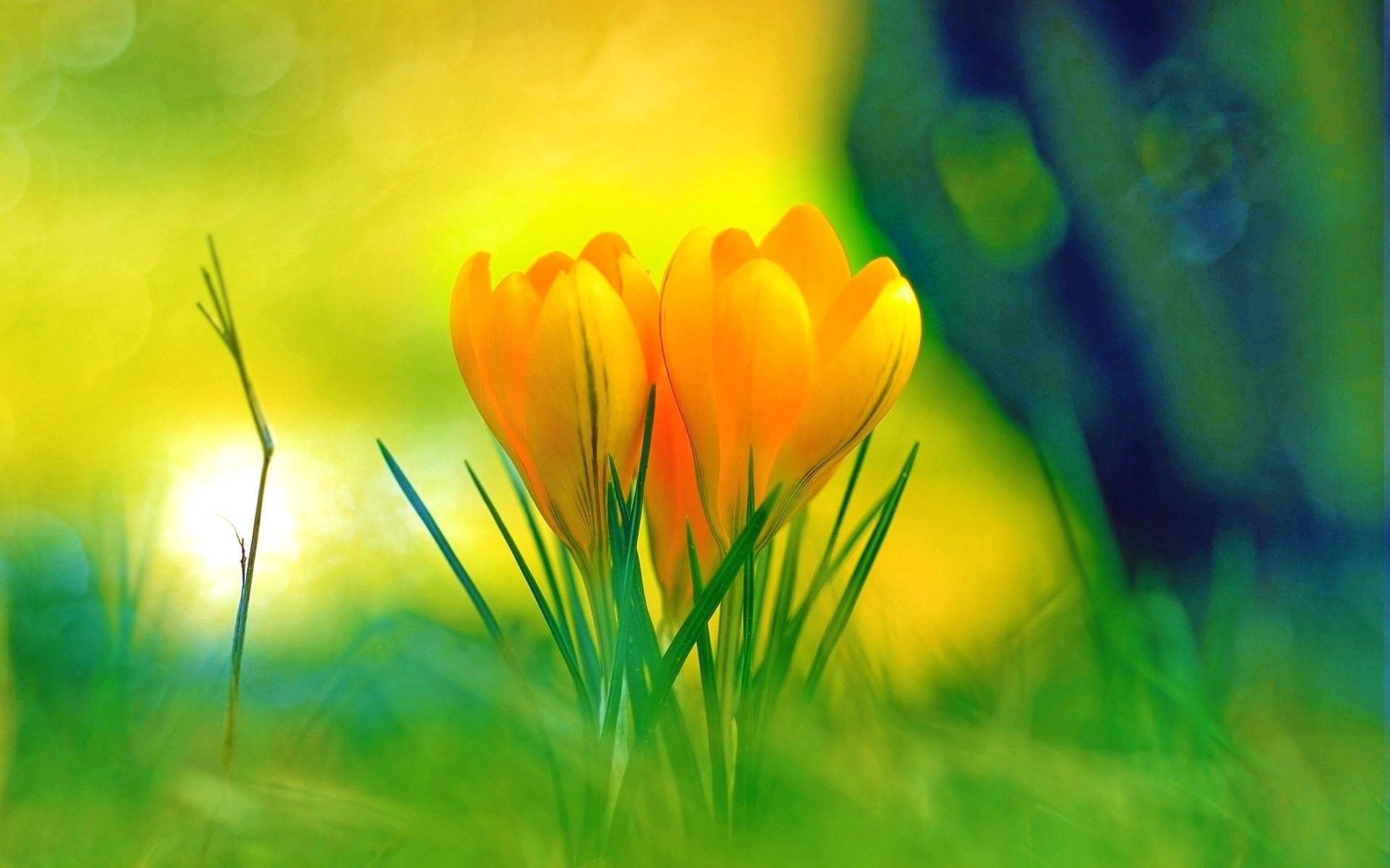 Más de 69 fondos de pantalla de Nature