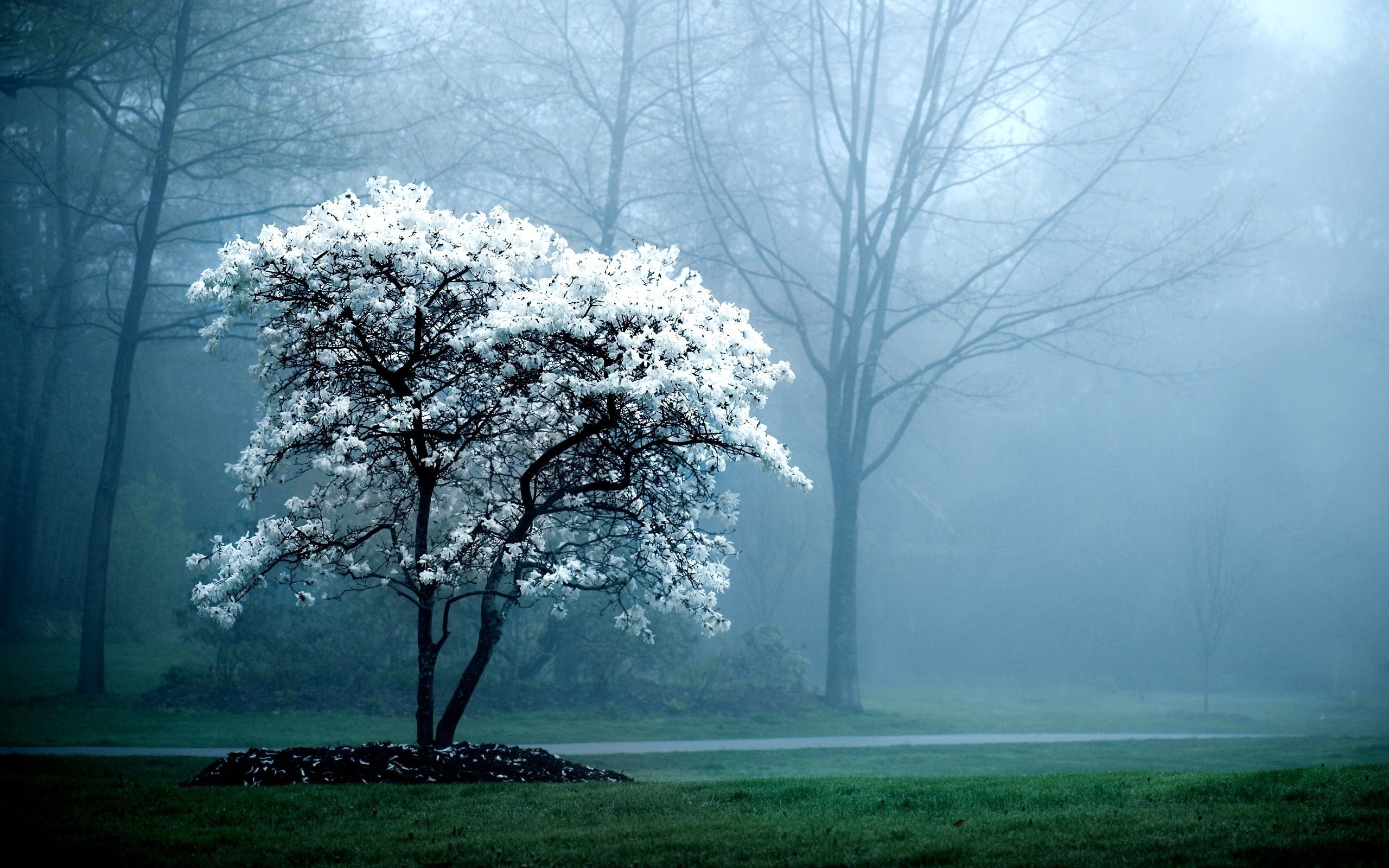 Fondos de la naturaleza Full HD # 8H4U4RE - 4USkY