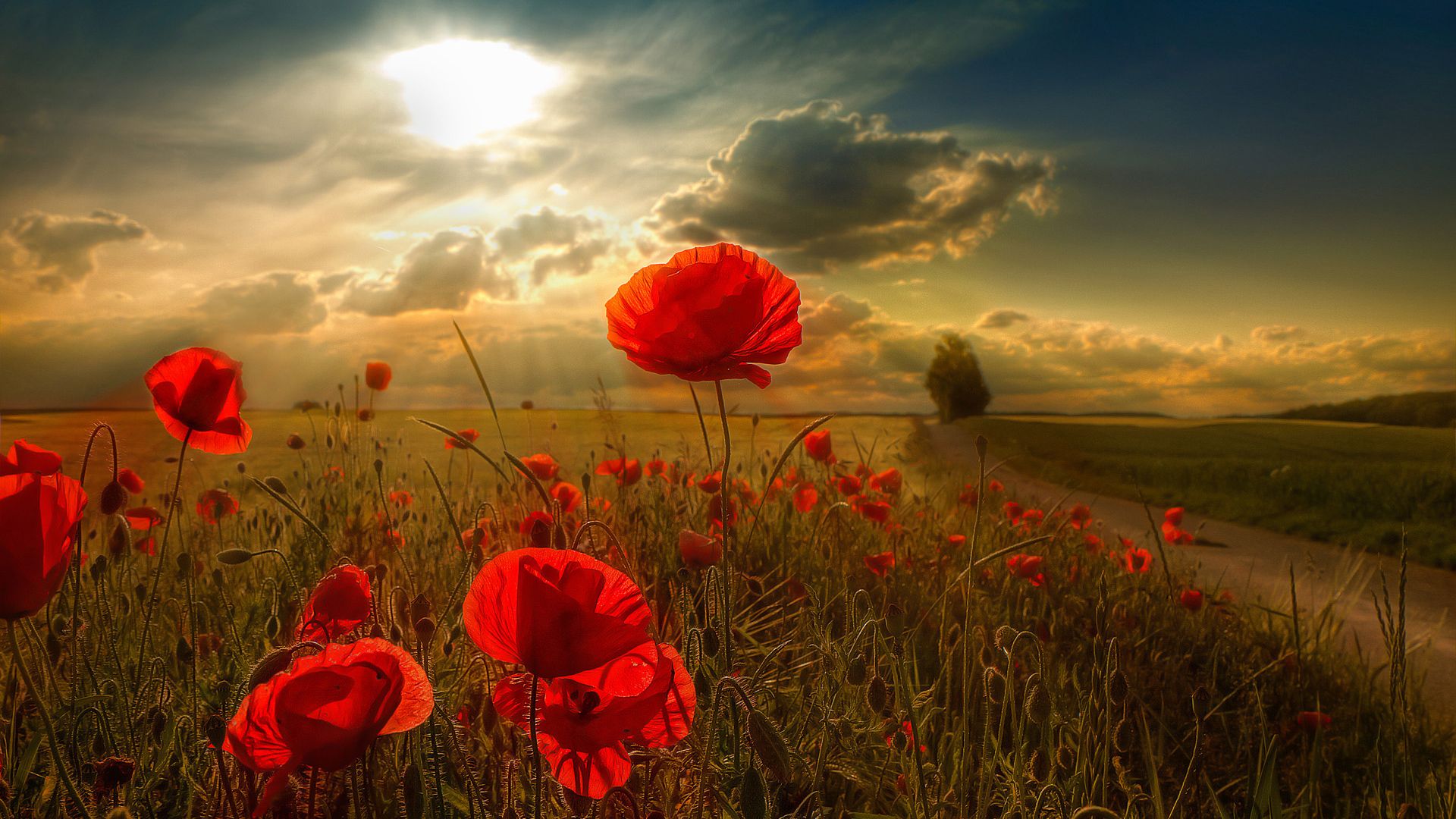 Nature Wallpaper HD Desktop