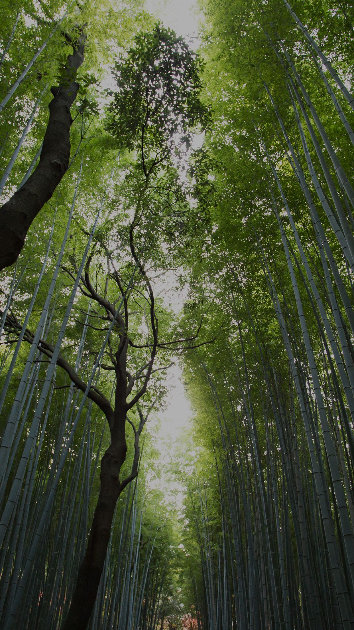 Fondos de naturaleza para iPhone y iPad