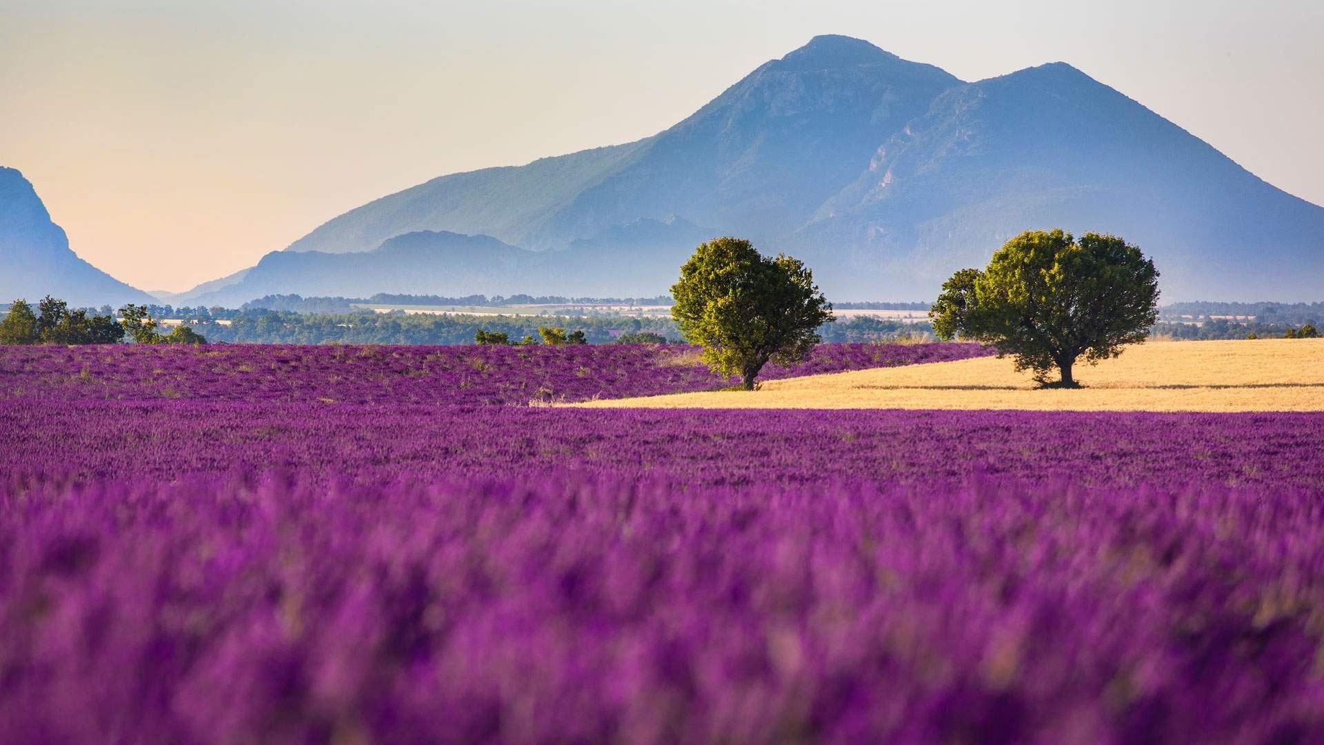 66+ Fondos de Naturaleza Púrpura