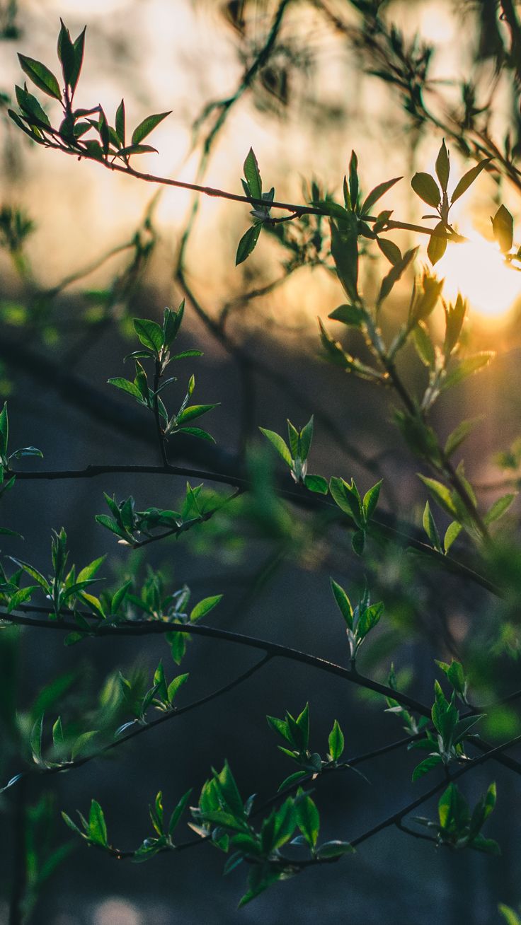26 fondos de pantalla de Beautiful Back to Nature para iPhone | Preppy Wallpapers