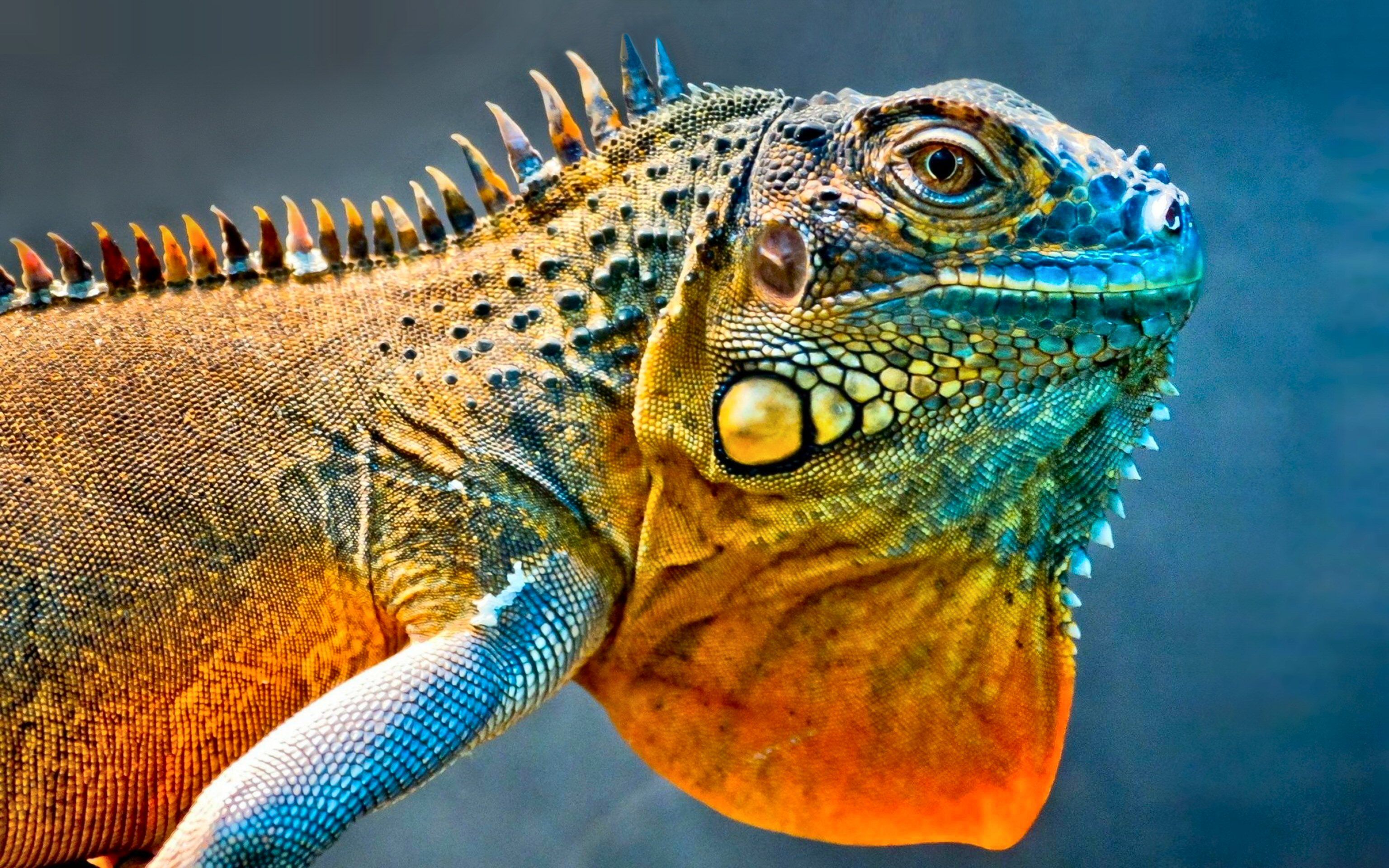 1416 Reptiles Fondos de pantalla HD | Imágenes de fondo
