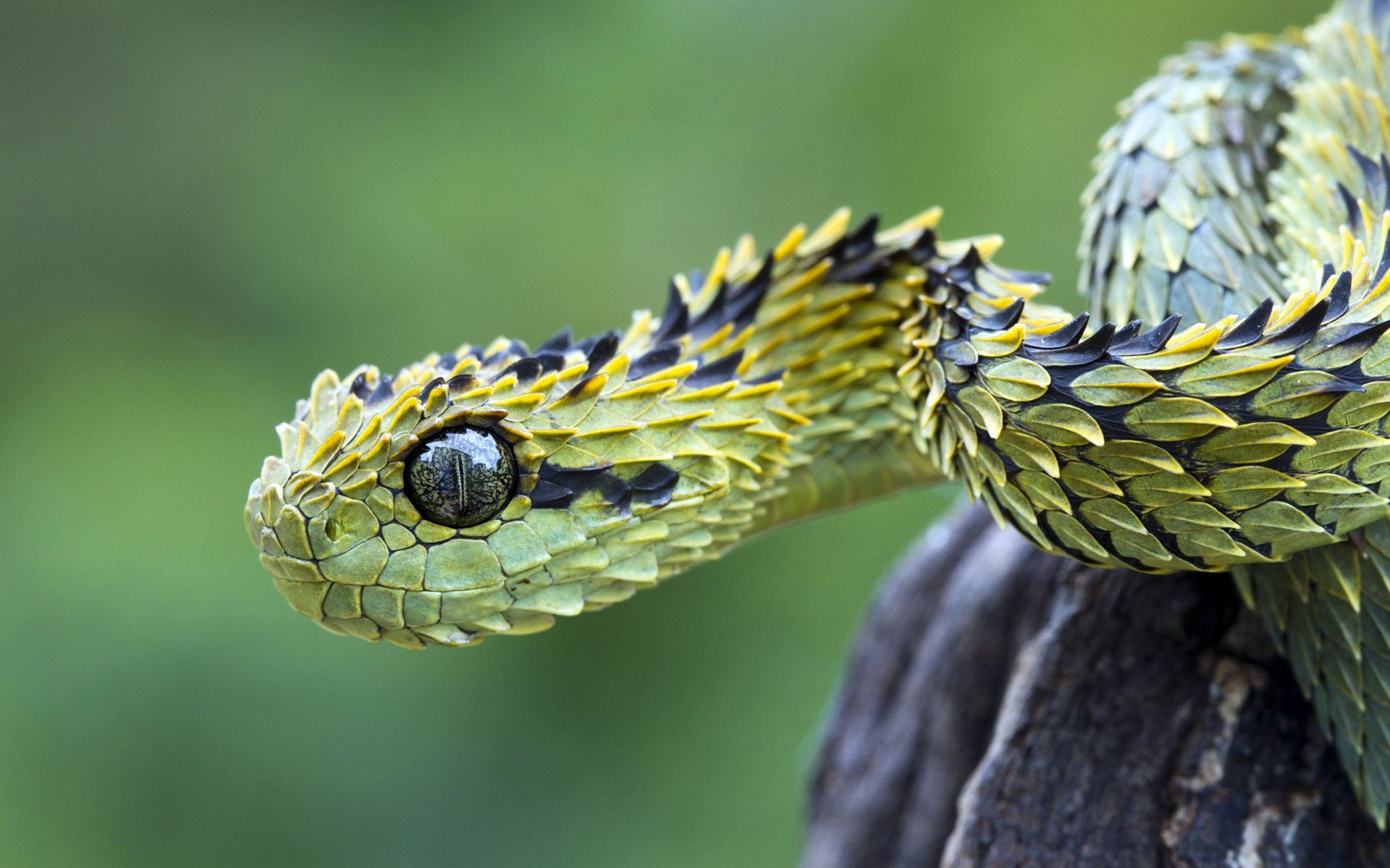 1416 Reptiles Fondos de pantalla HD | Imágenes de fondo