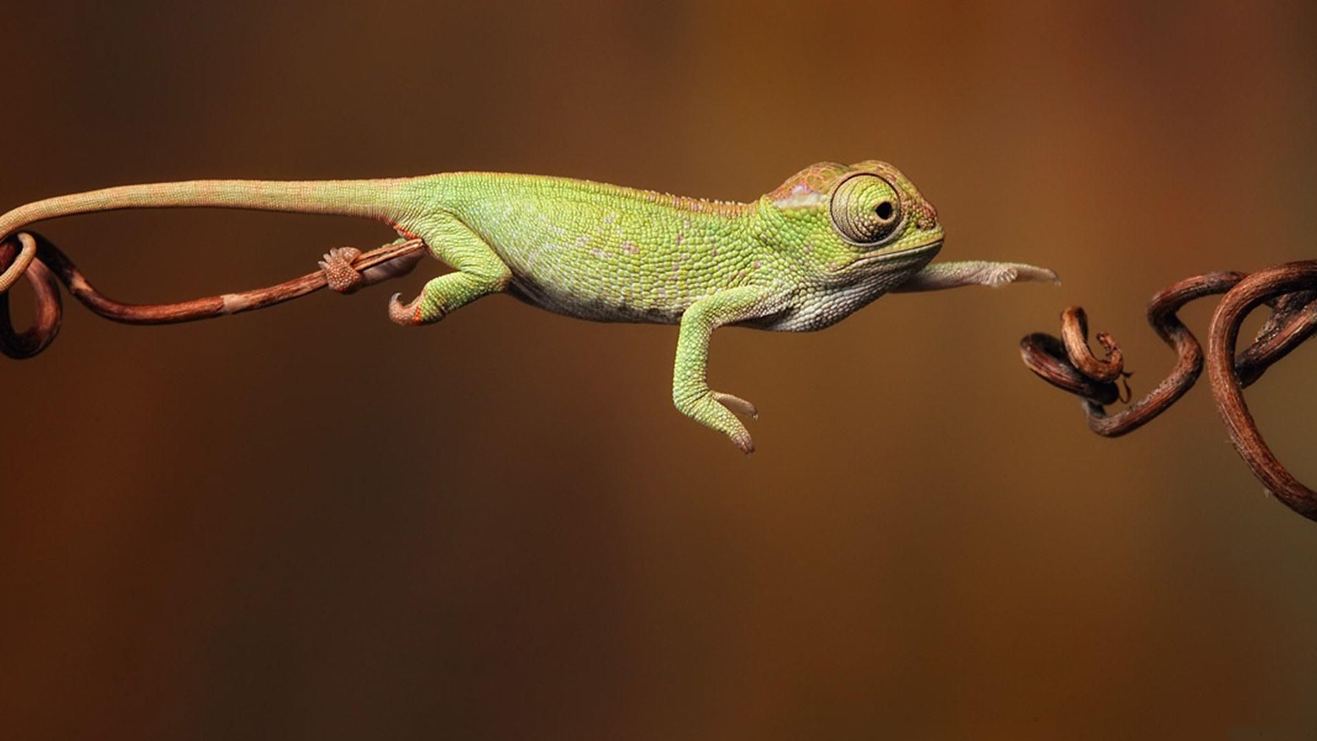 Reptiles Wallpaper 4 - 1920 X 1080 | stmed.net