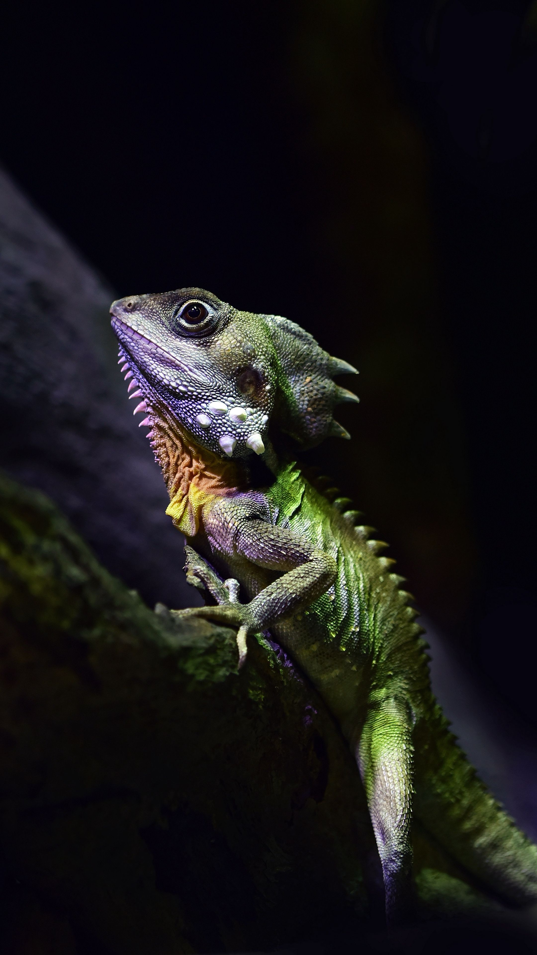 Animales #boydsforestdragon #lizard #reptile #wallpapers hd 4k
